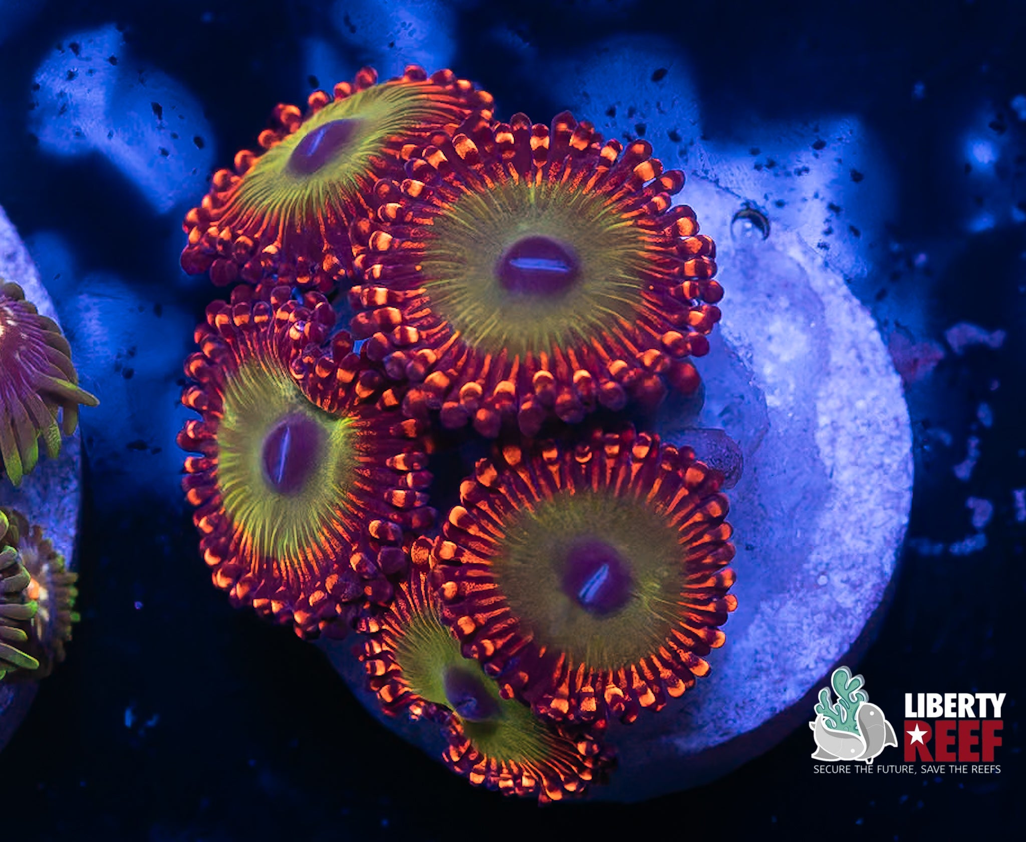 Candy Apple Red Zoas