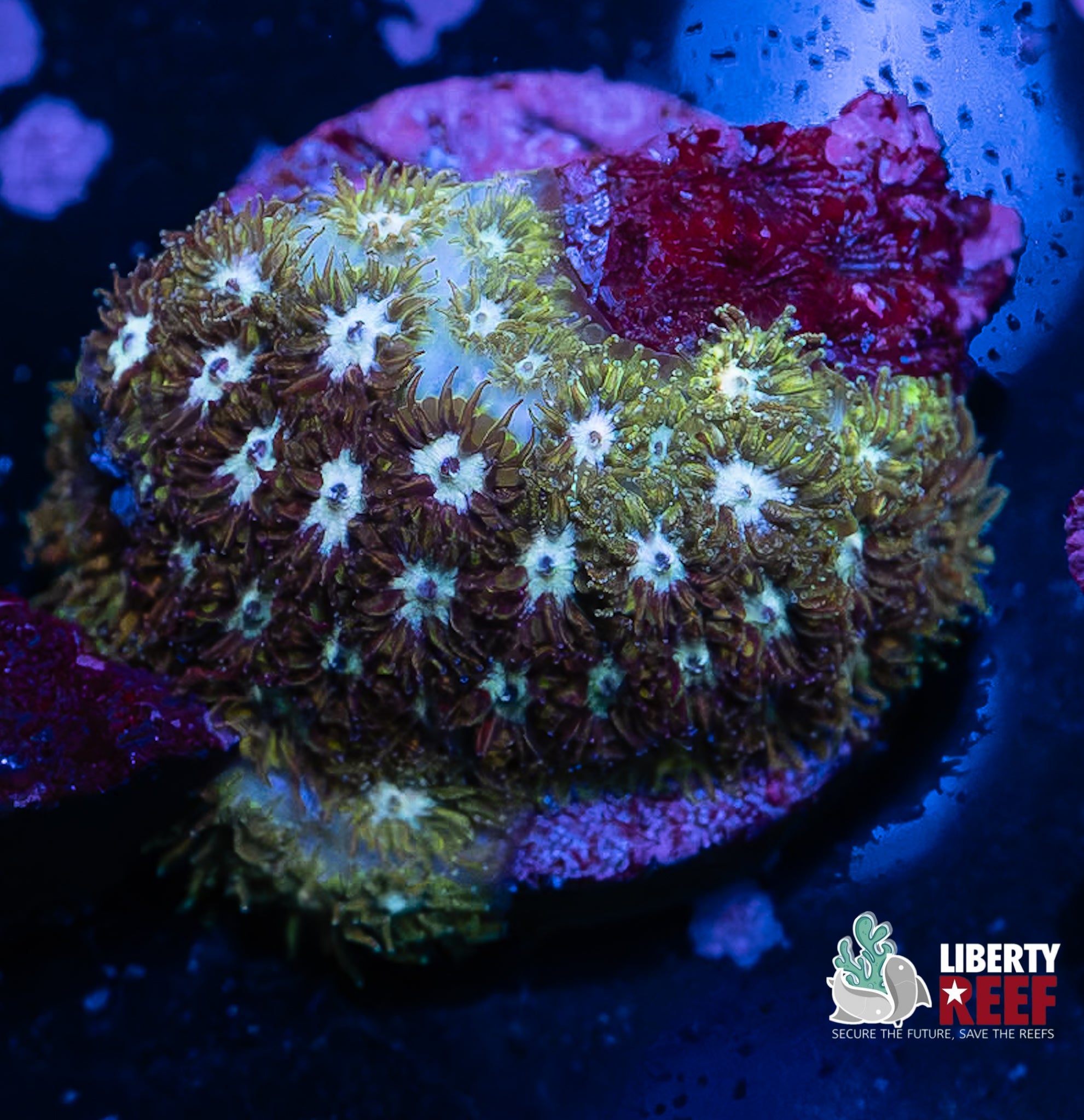 Platinum Shift Leptastrea