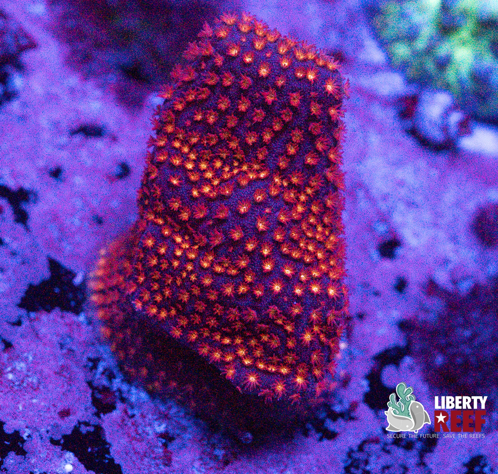 Superman Cyphastrea