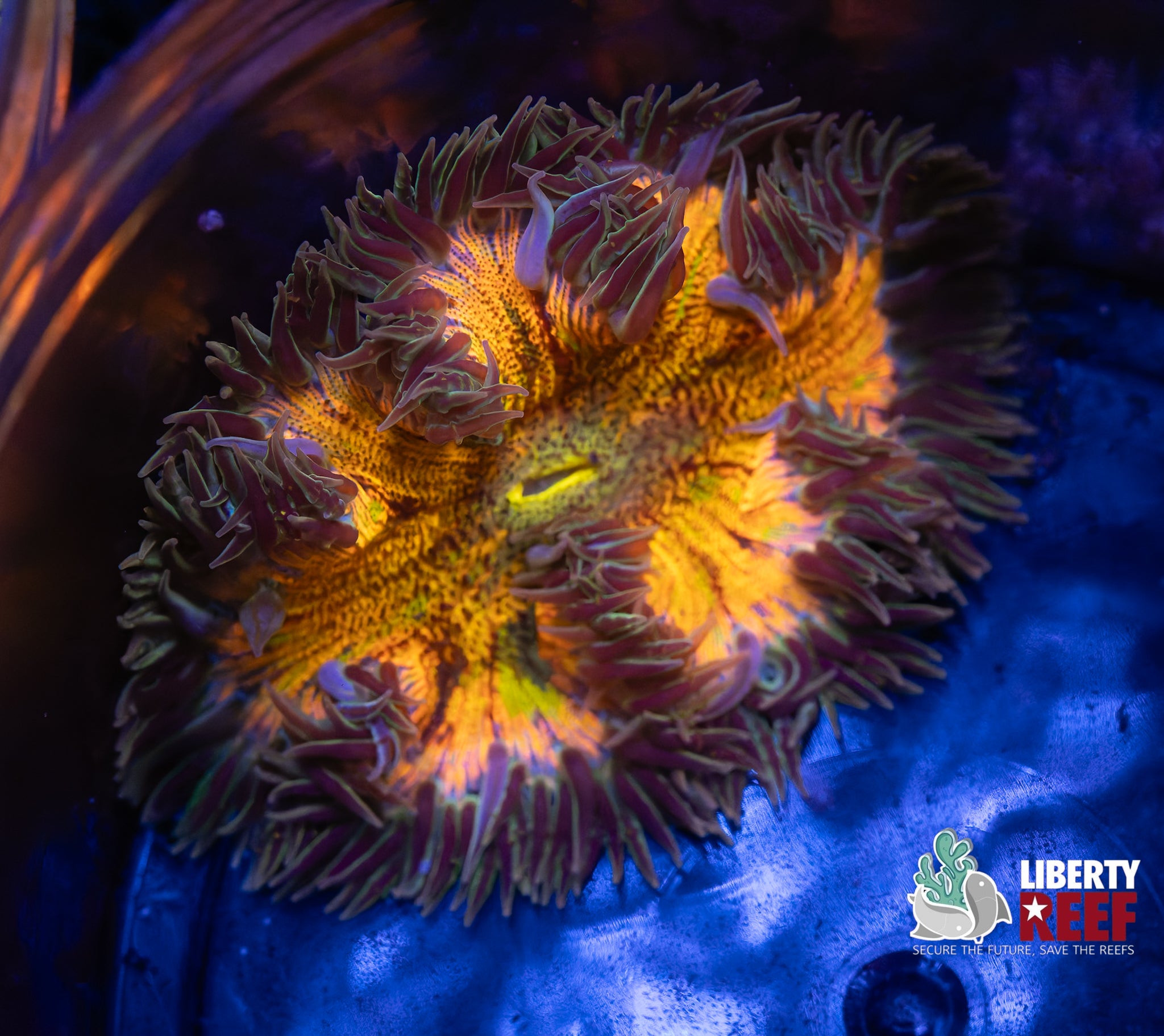 Ultra Rock Flower Anemone