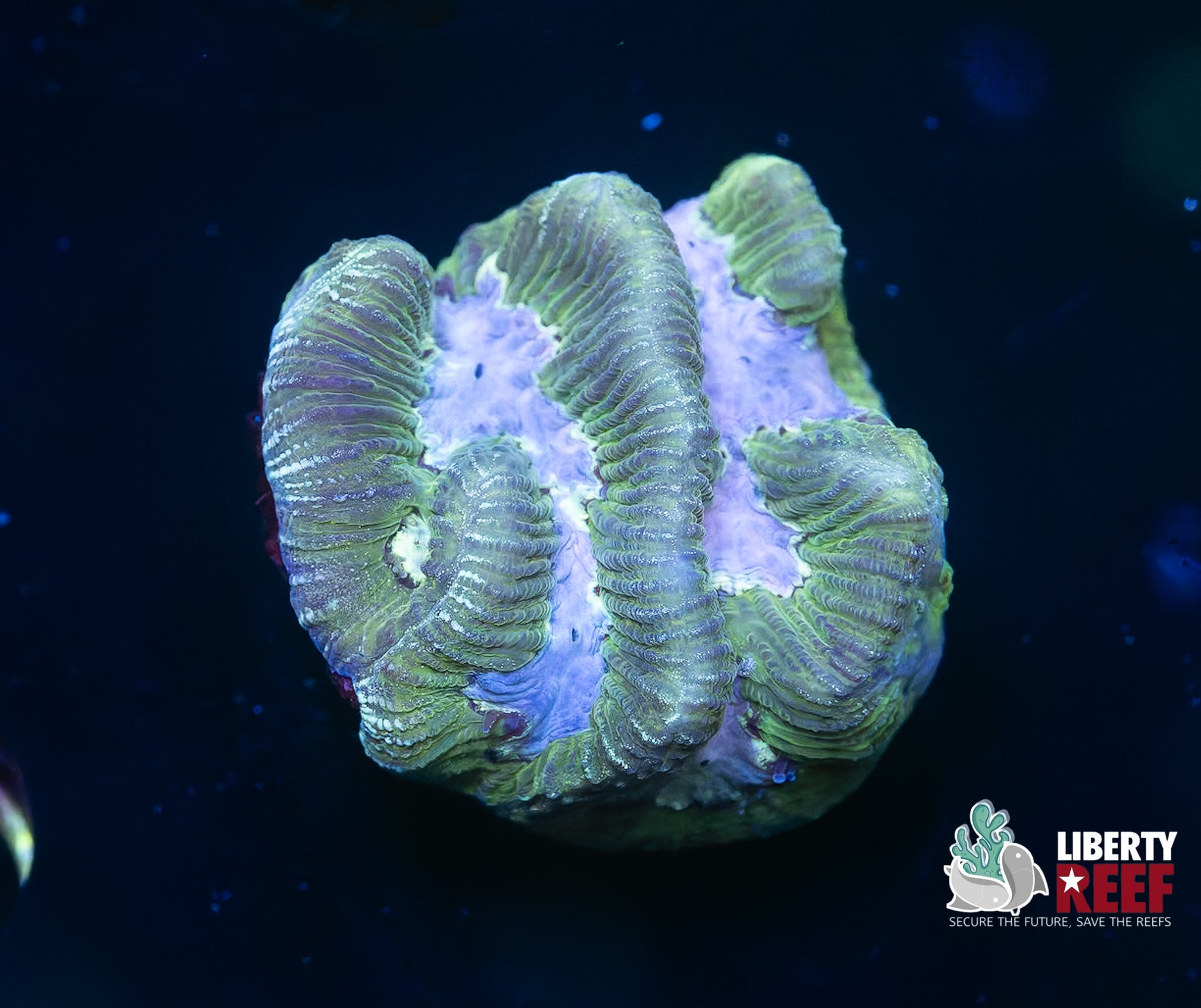 Platinum Dunes Maze Coral
