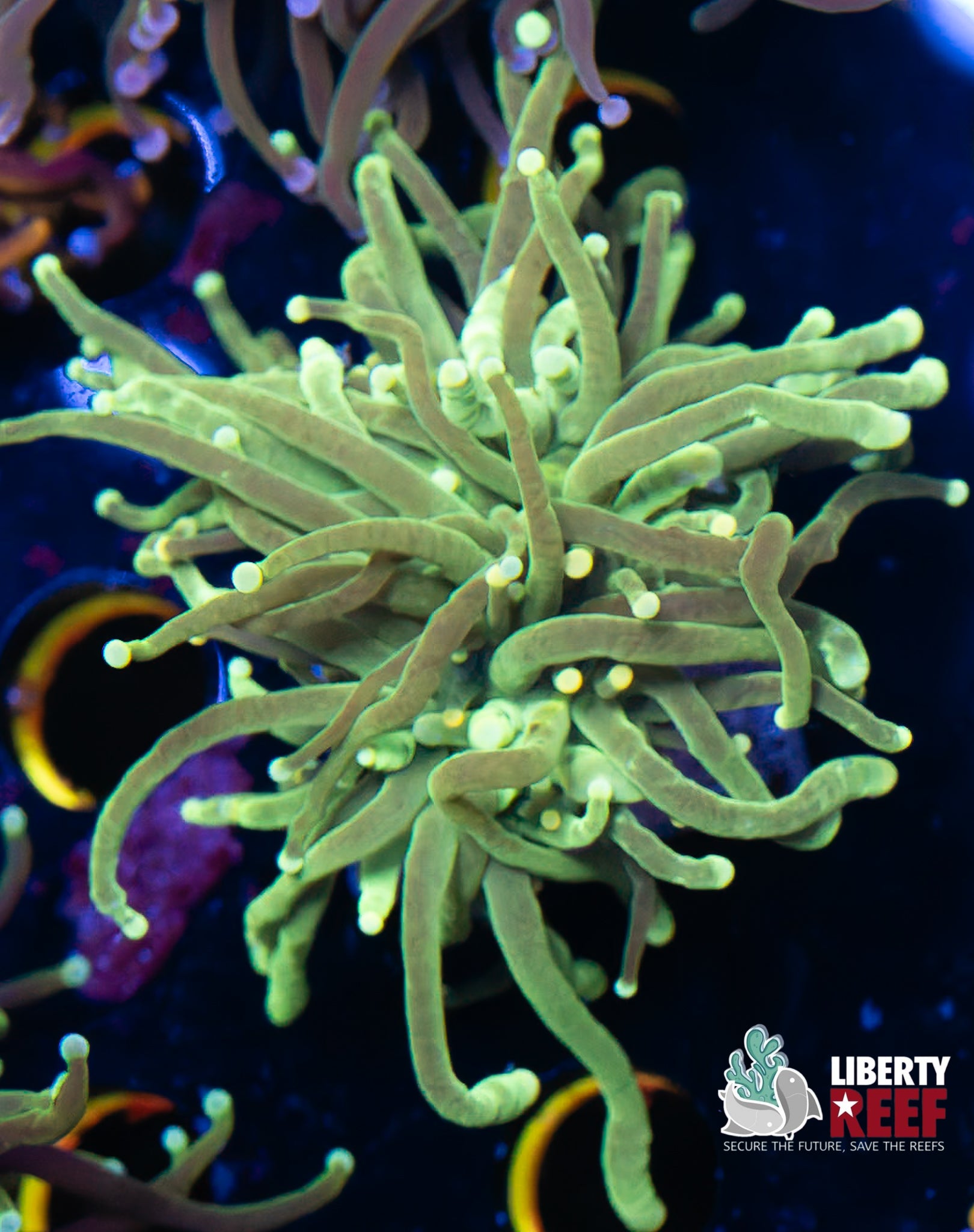 Malaysian Lemon Lime Torch
