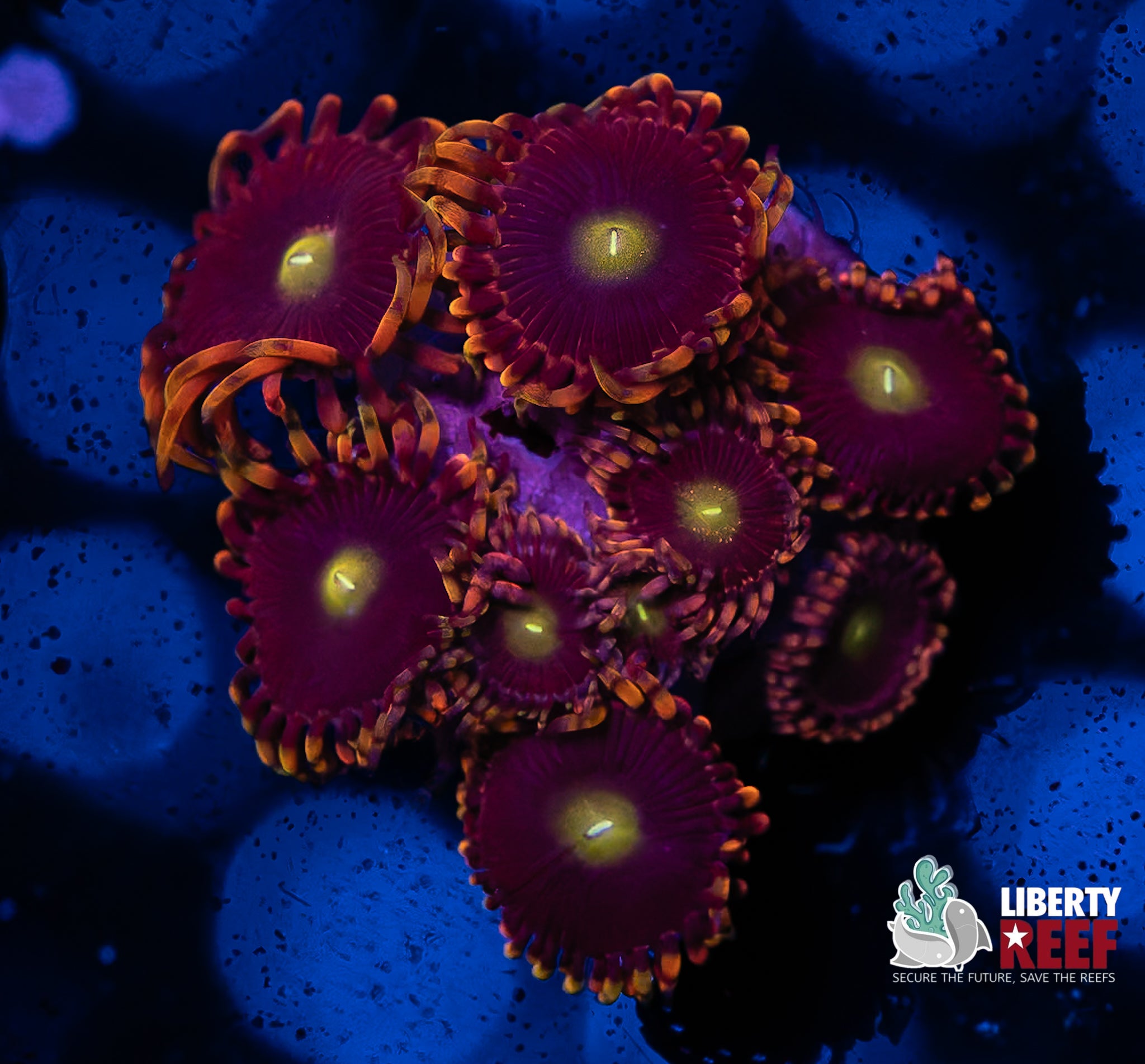 Big R Bozo Birthday Zoas