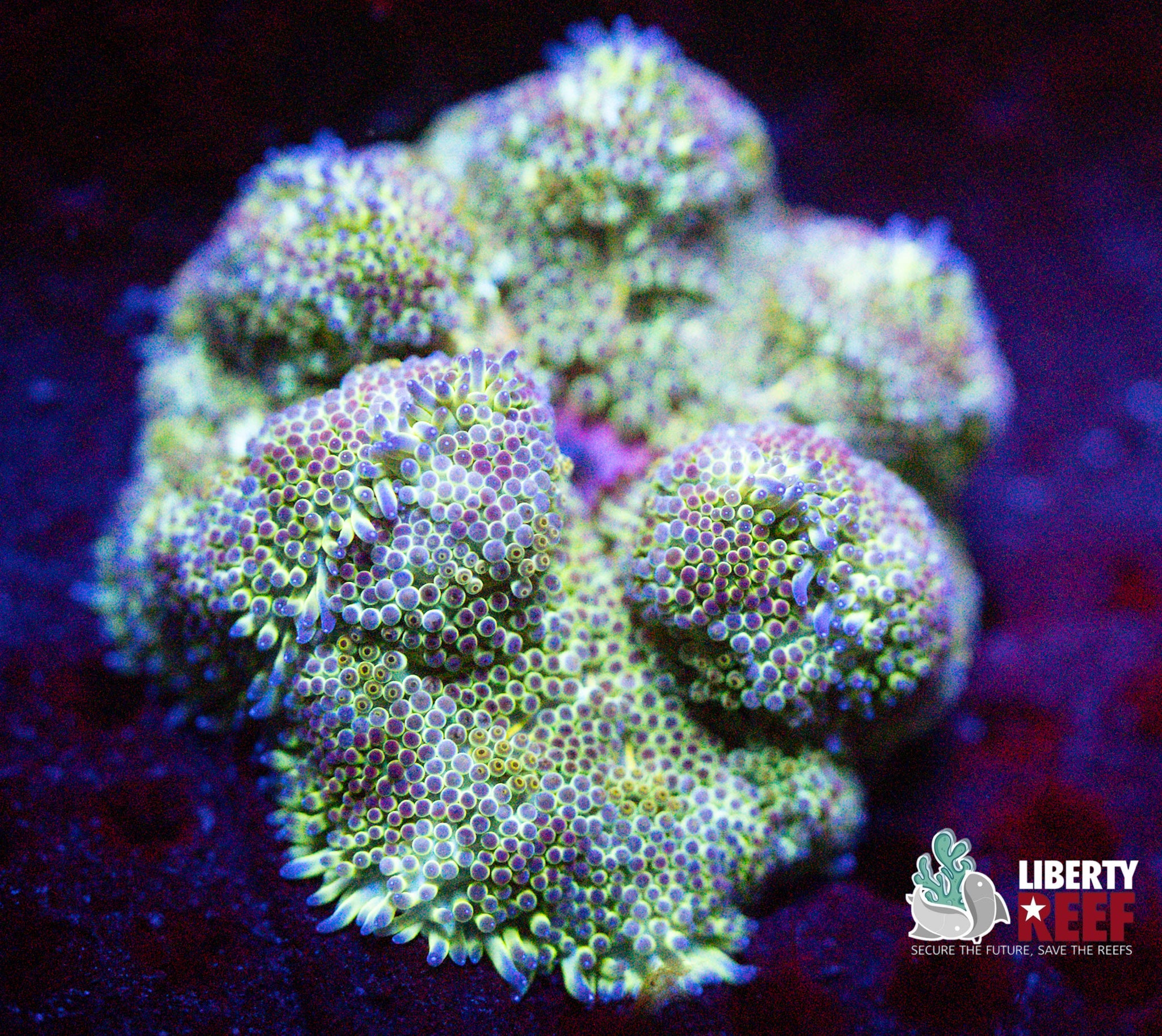 Mini Maxi Carpet Anenome