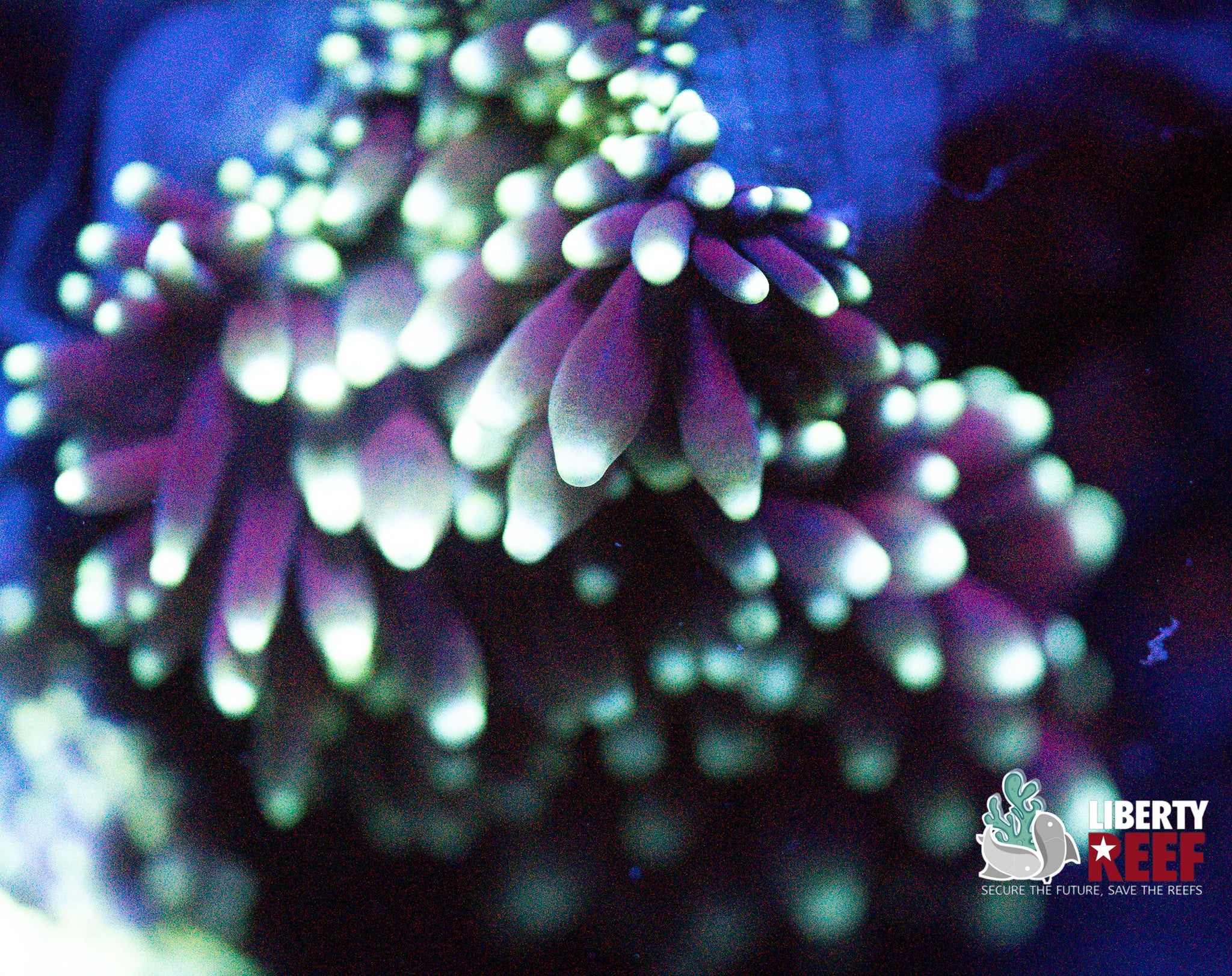 Green Lightning Anenome