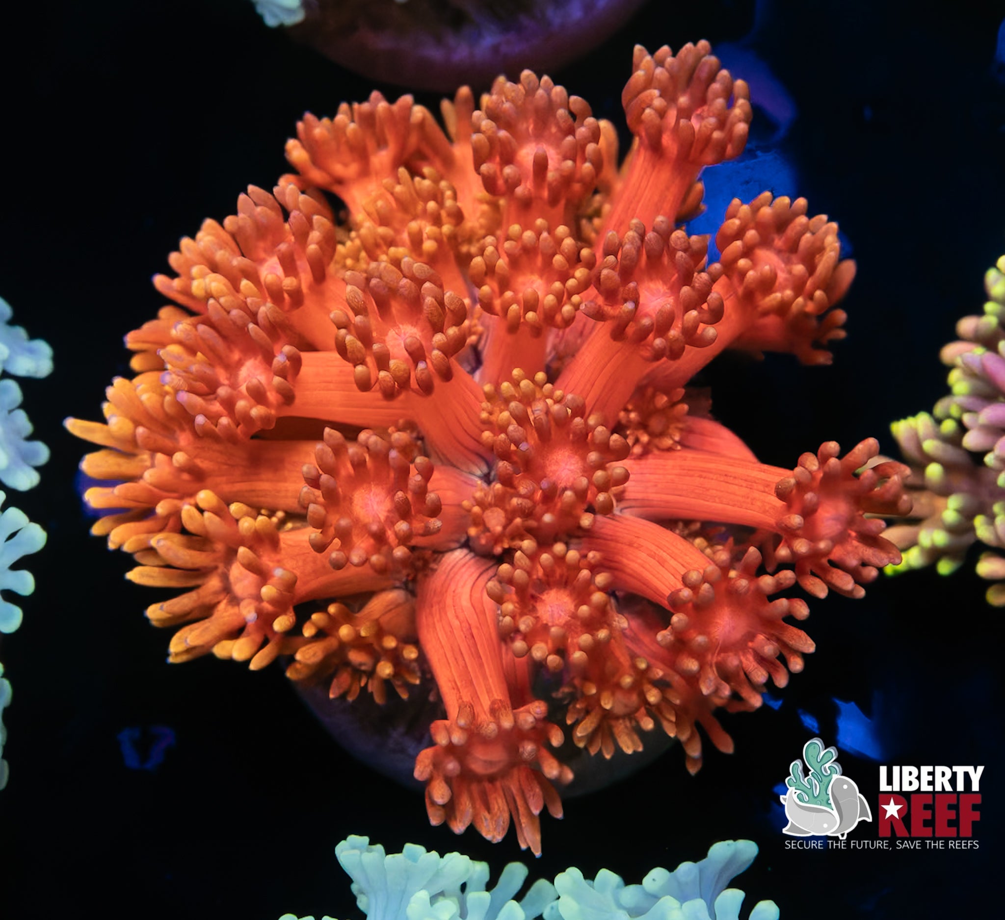 Ultra Blood Moon Colorshift Goniopora