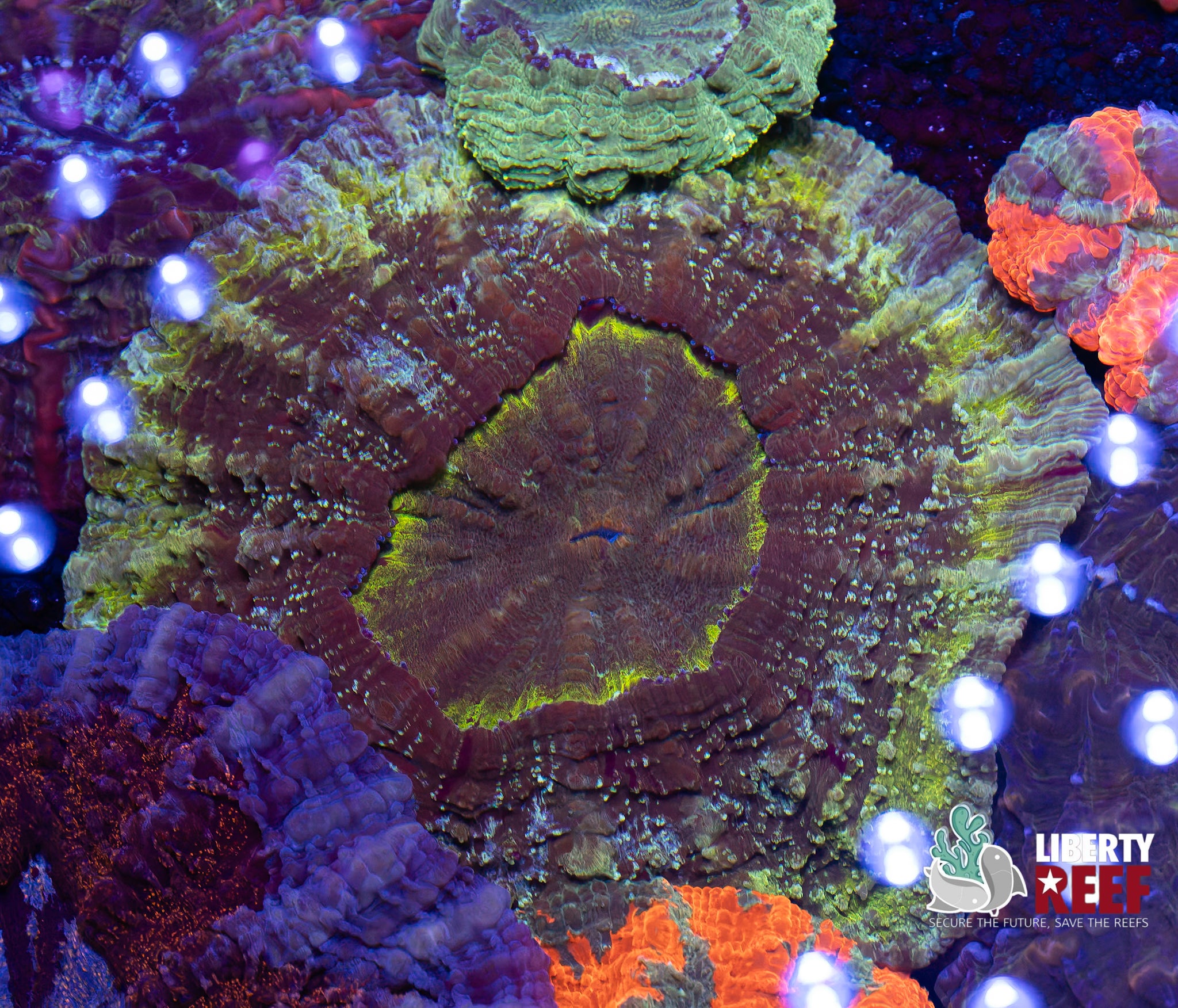 The “Ring” Acantho (Medium/Large)