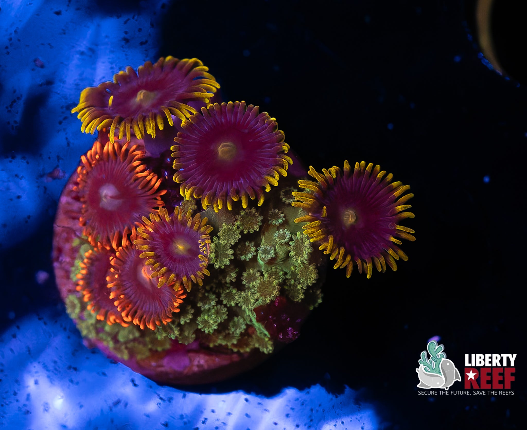 Zoa Combo Frag