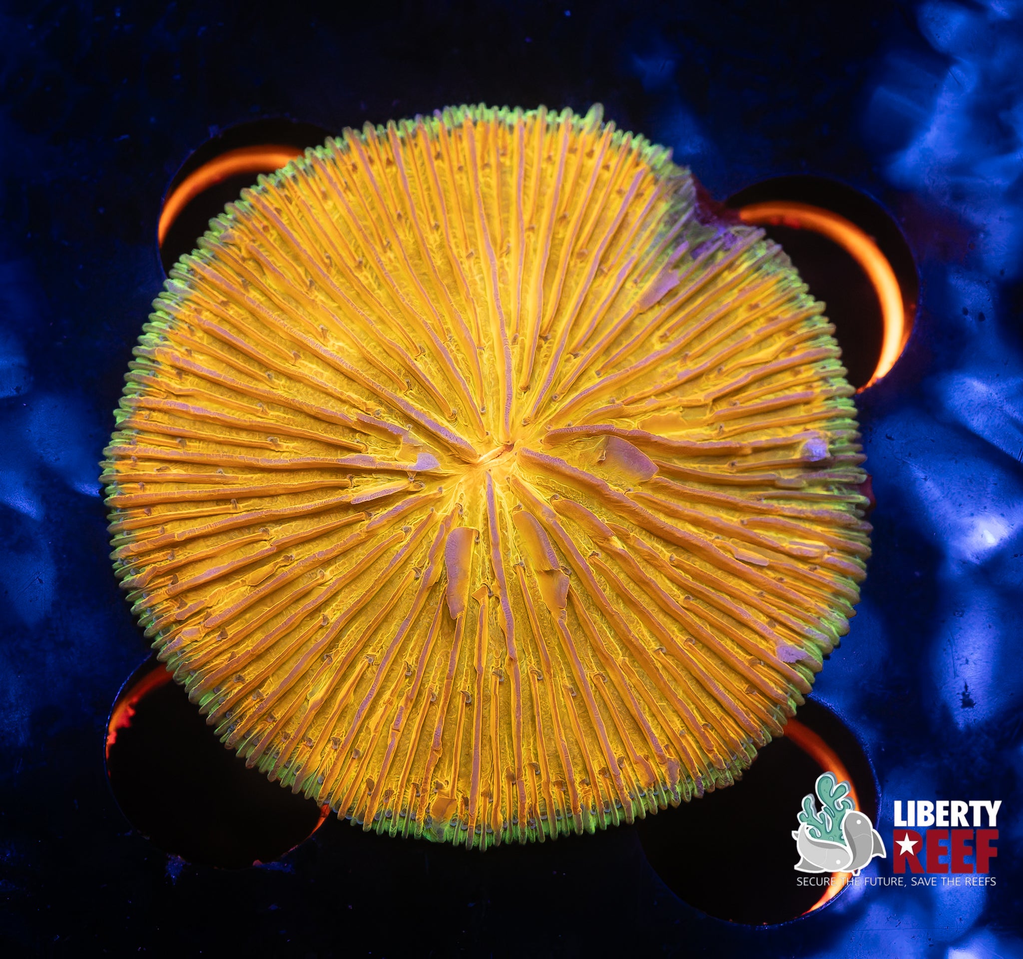 Ultra Orange Crush Colorshift Plate Coral