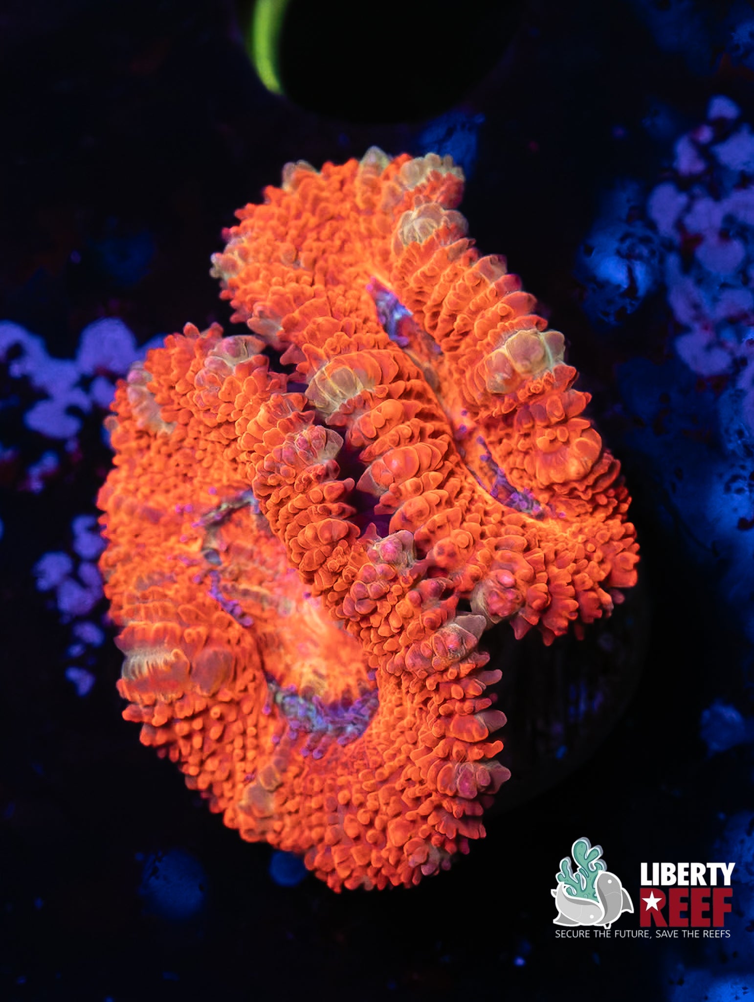 Elephant Ear Acans
