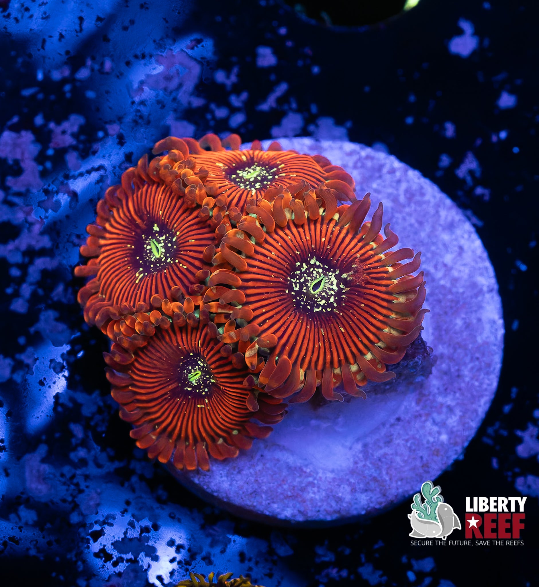 Magician Zoas