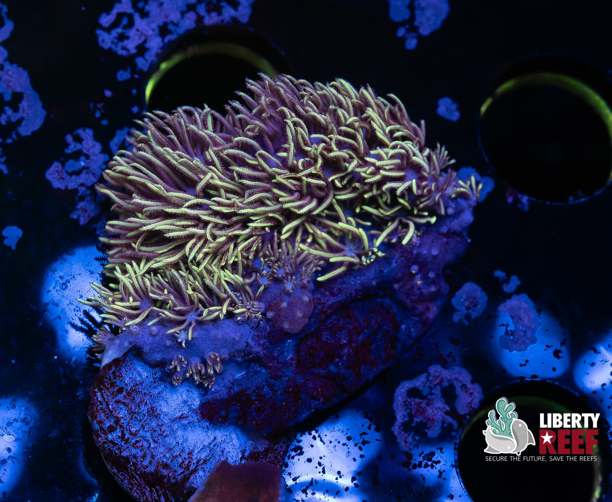 Green Star Polyps (GSP)