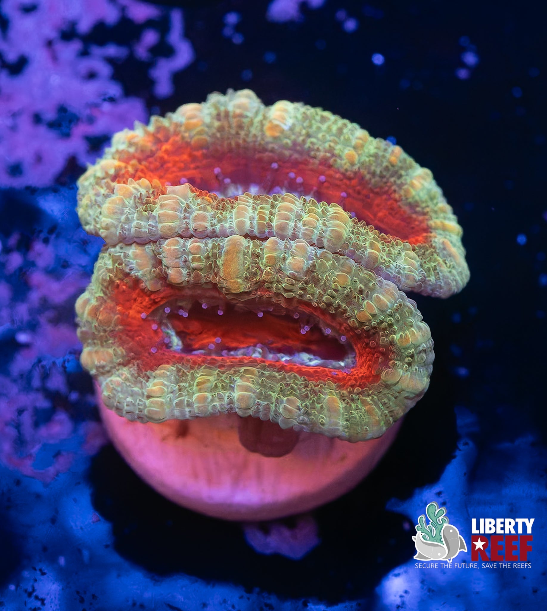 Ultra Acans