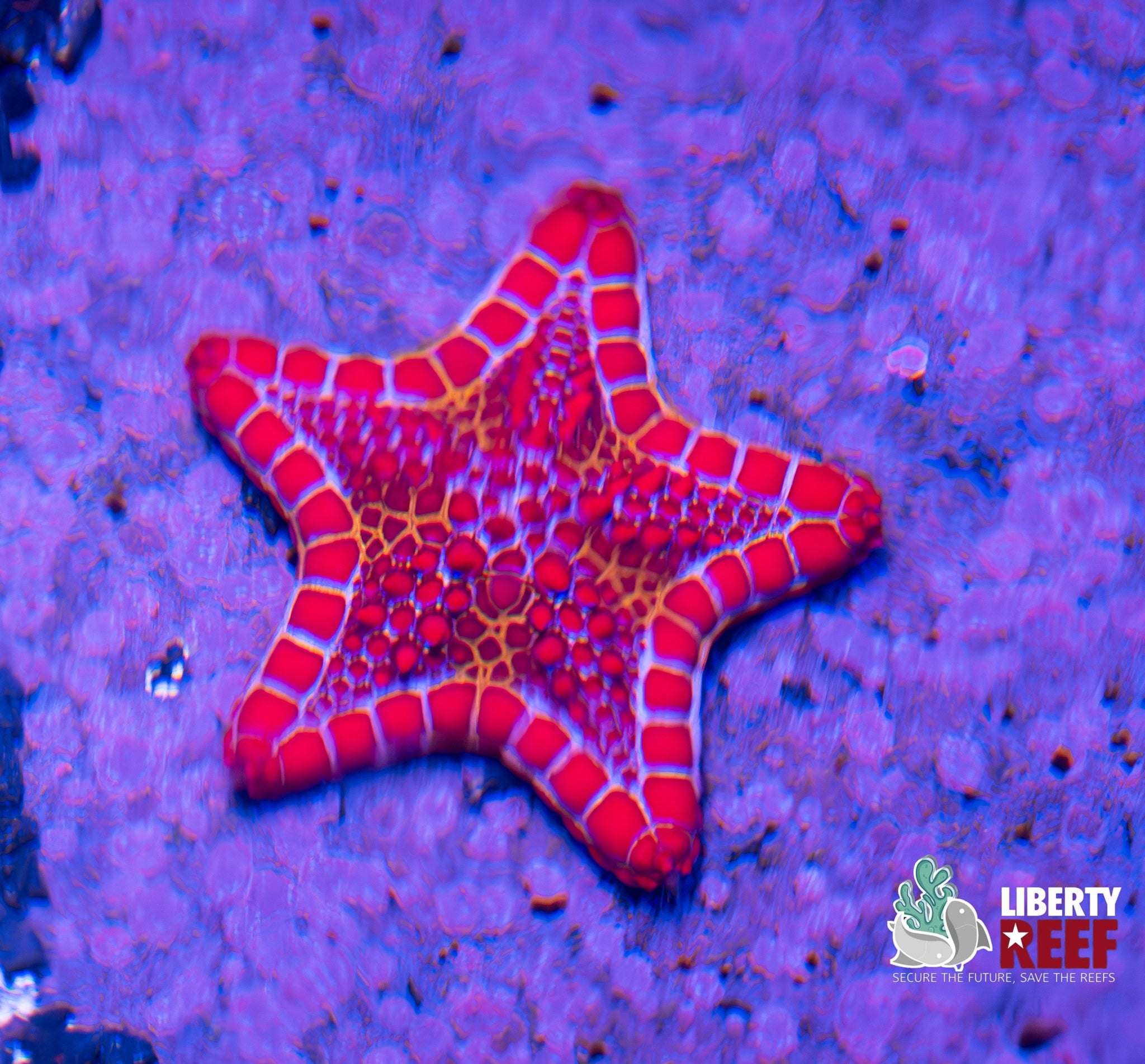 Sea Biscuit Star Fish