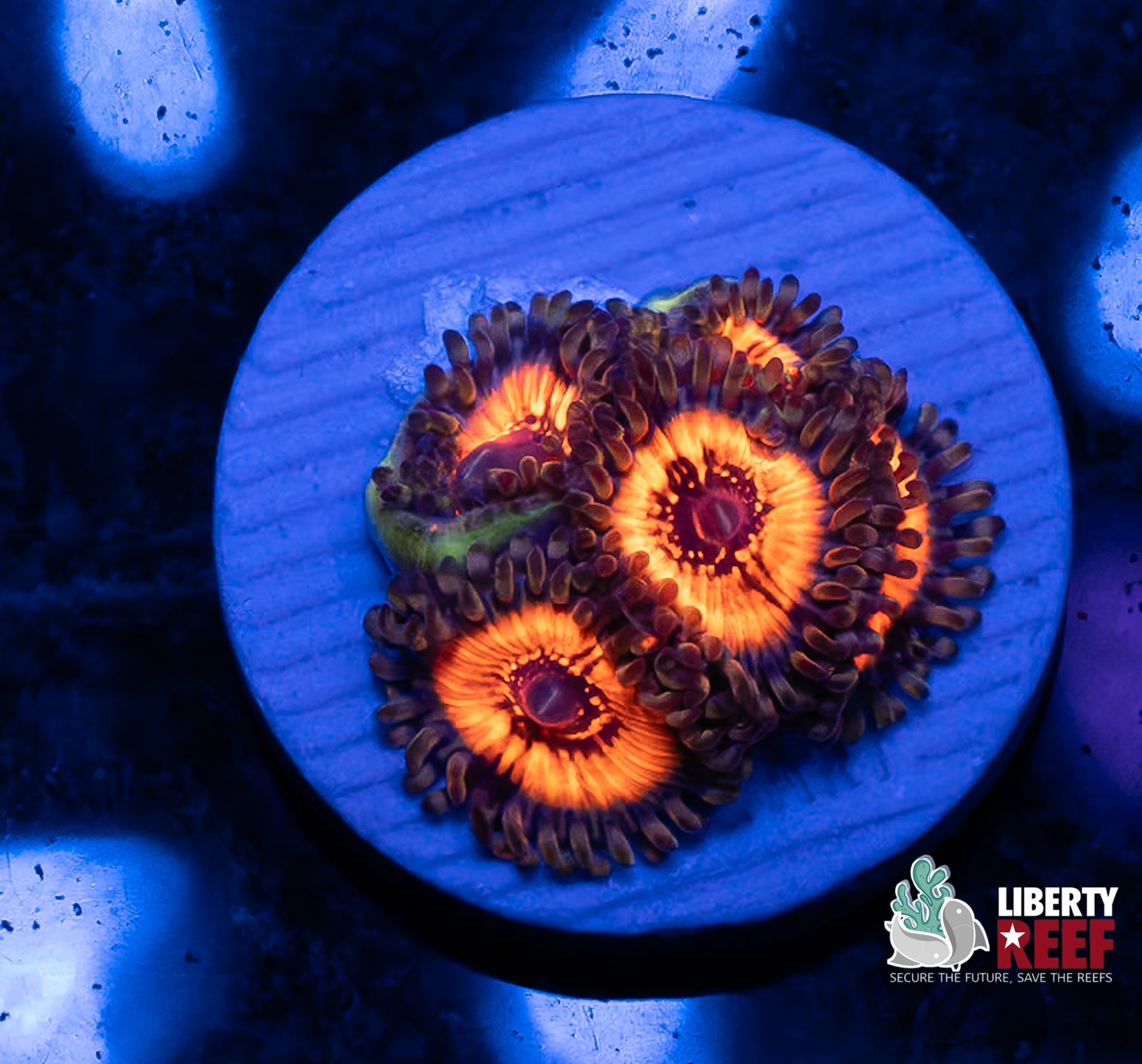 Armor of God Zoas