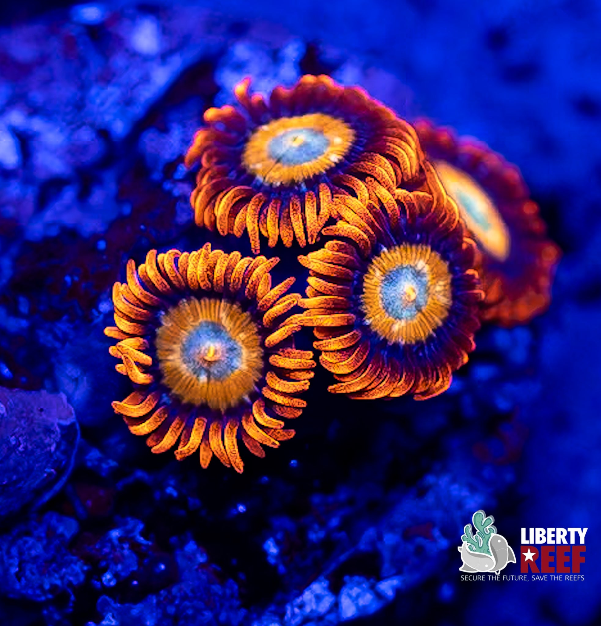 Blondie Zoas