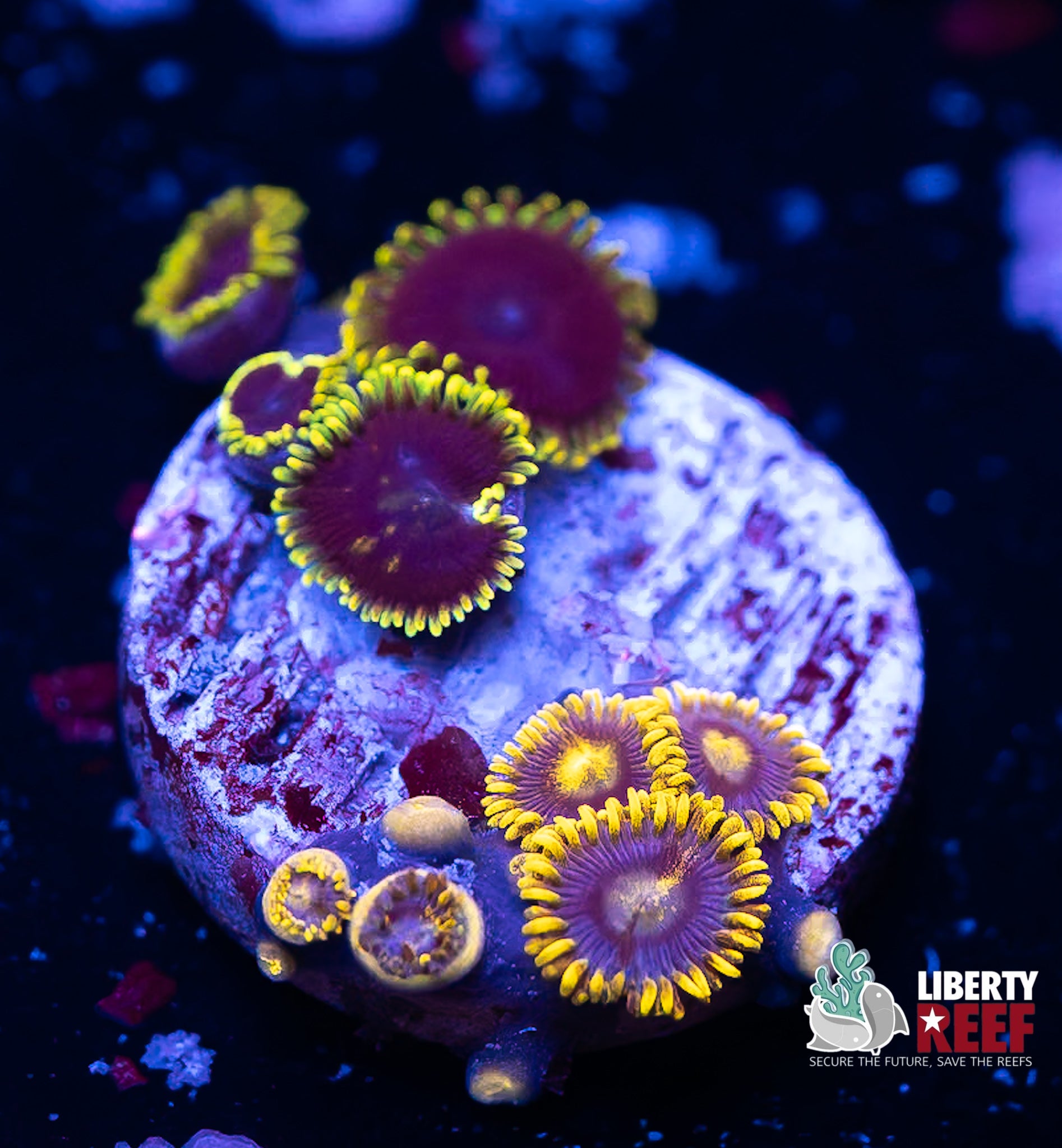 Blueberry Fields/WWX Purple Heart Zoas Combo