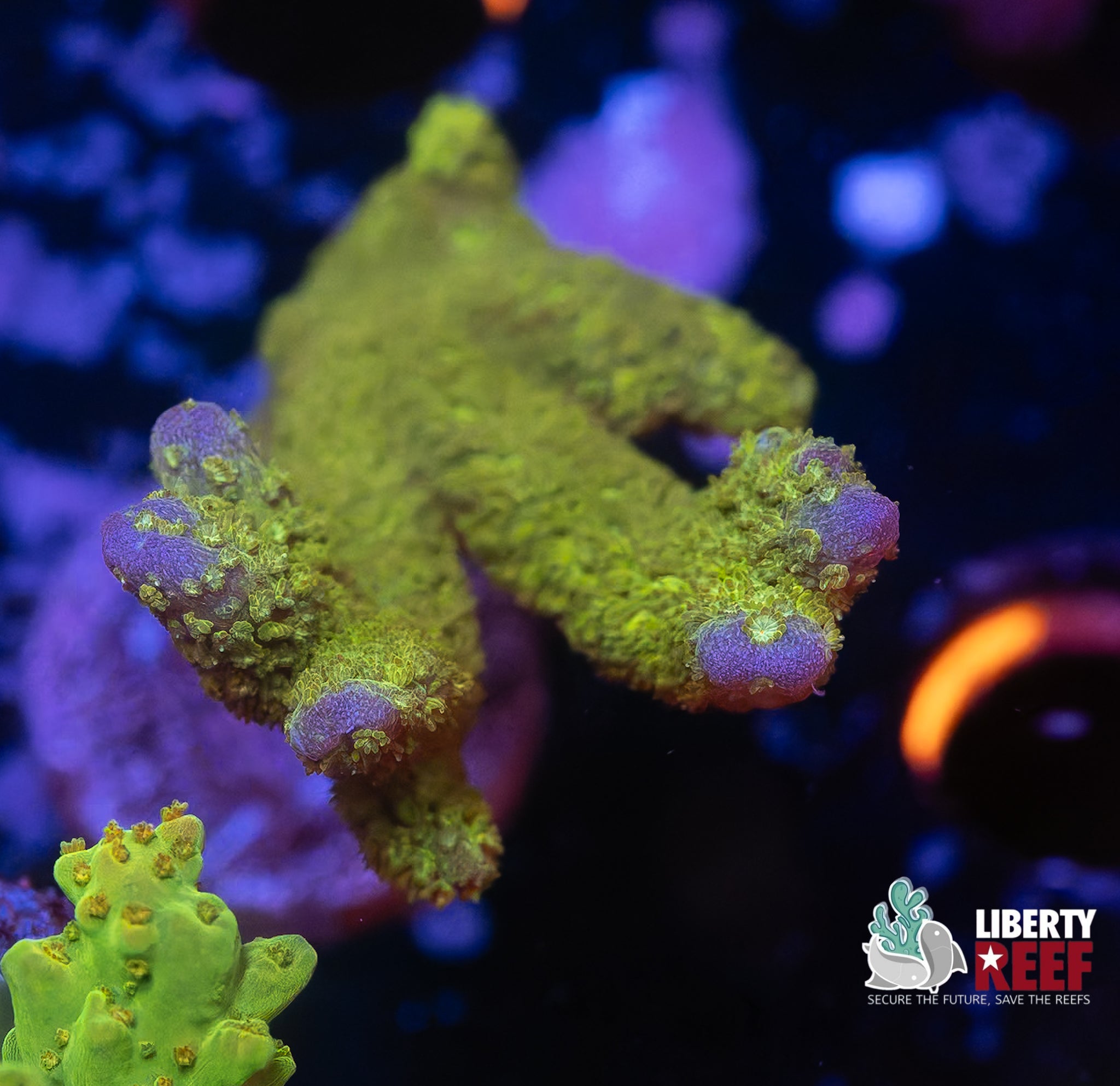 Chunky Green Montipora Digitata