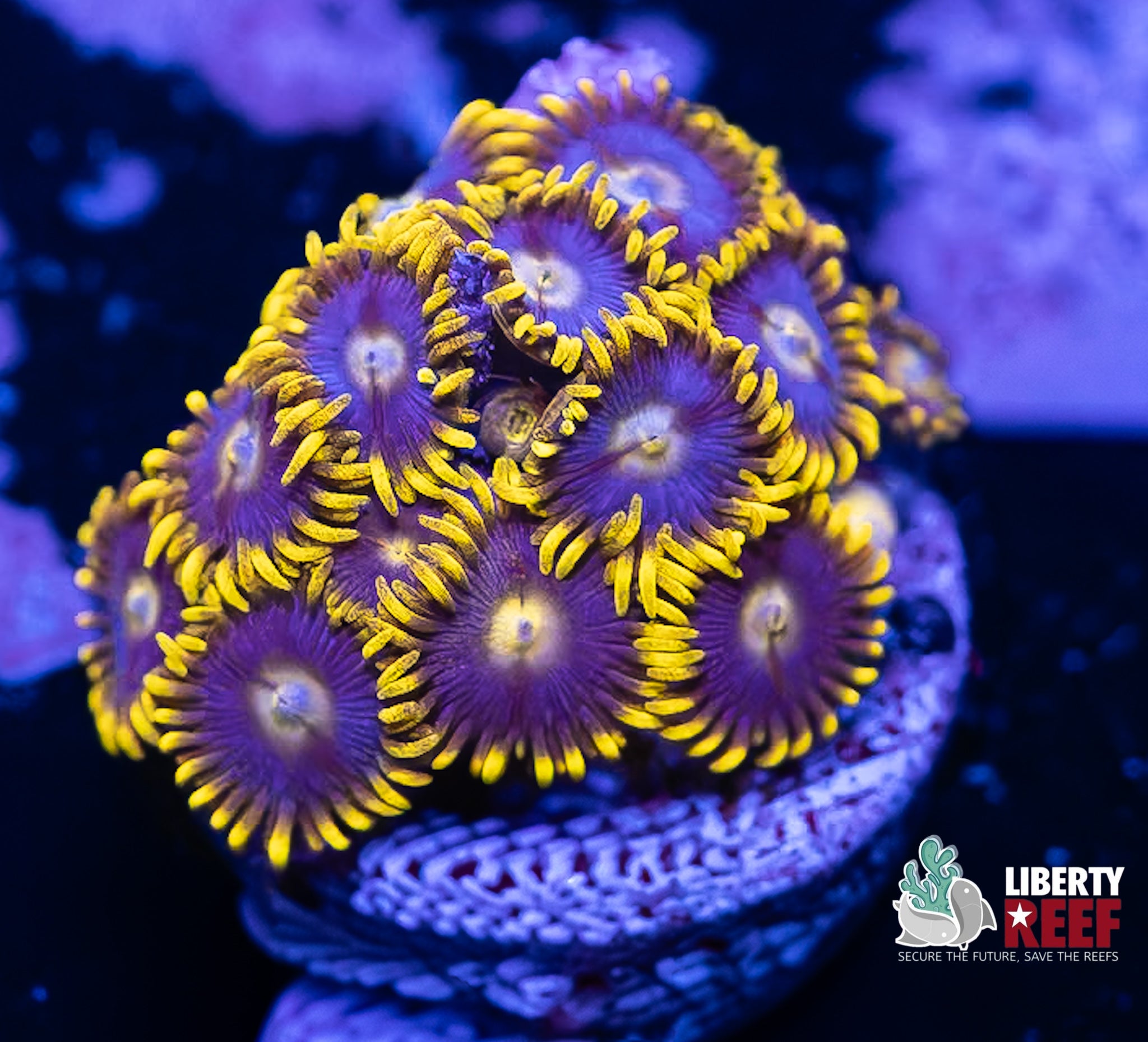 Blueberry Fields Zoas
