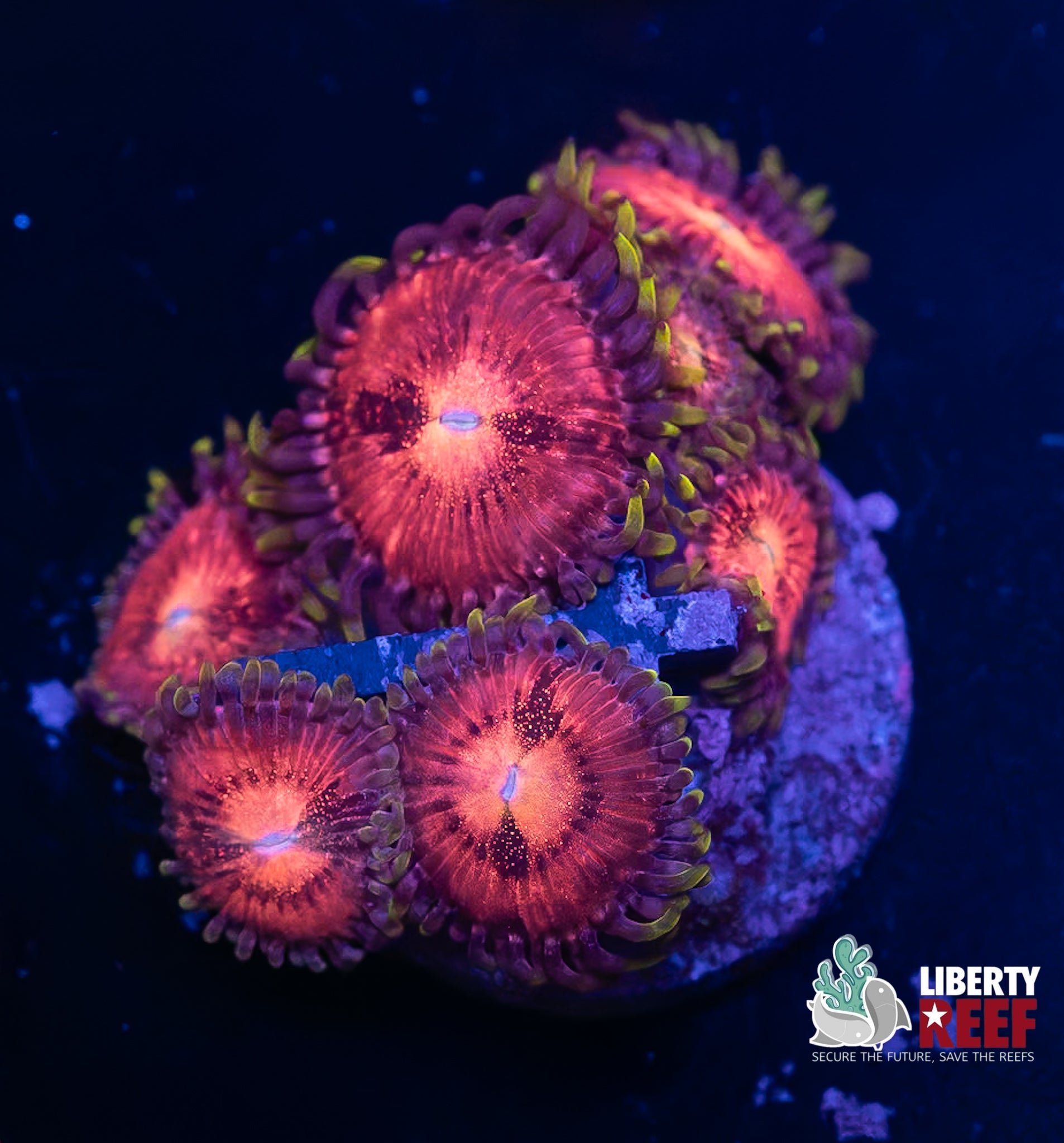 LCB Pink Nirvana Zoas