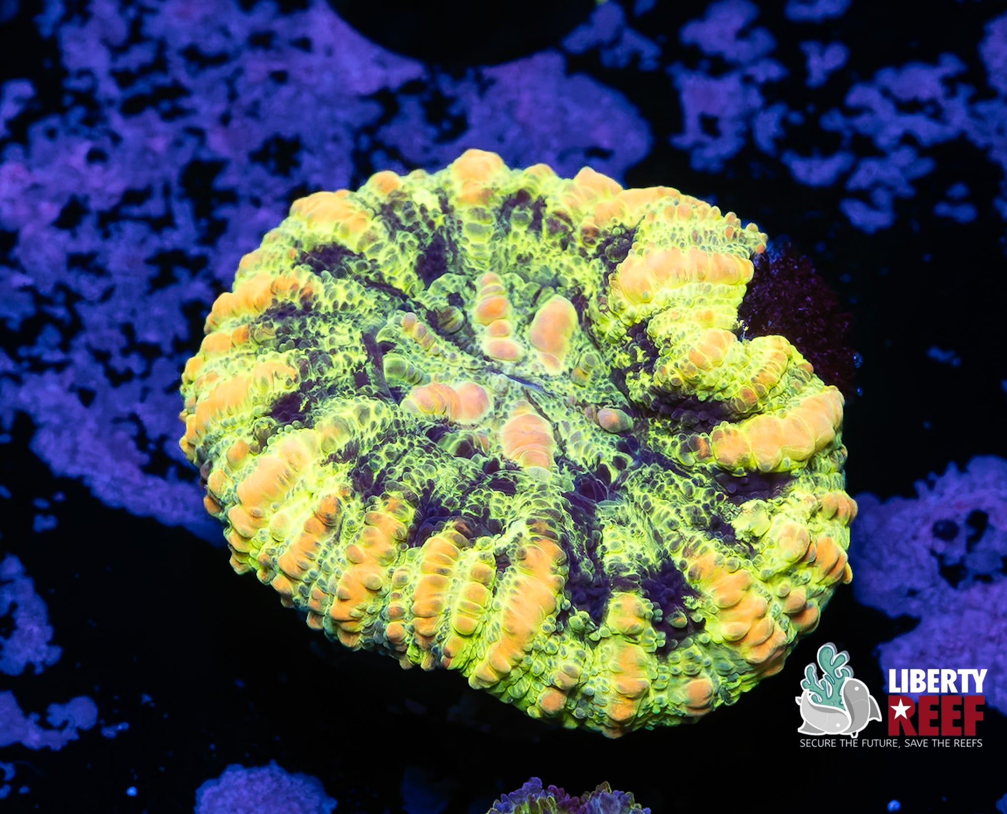 Wicked Croc Island Button Scoly