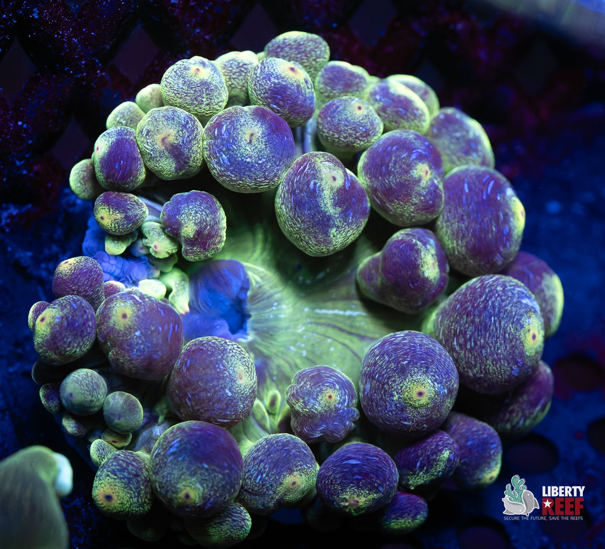 Wicked Blueberry Bubble Tip