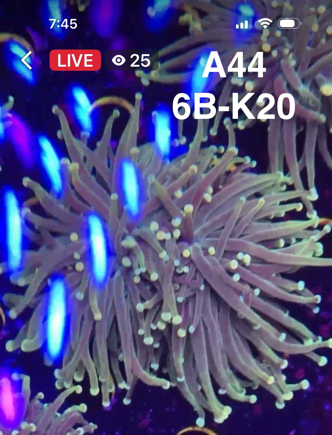 8/30 Facebook Live Auction