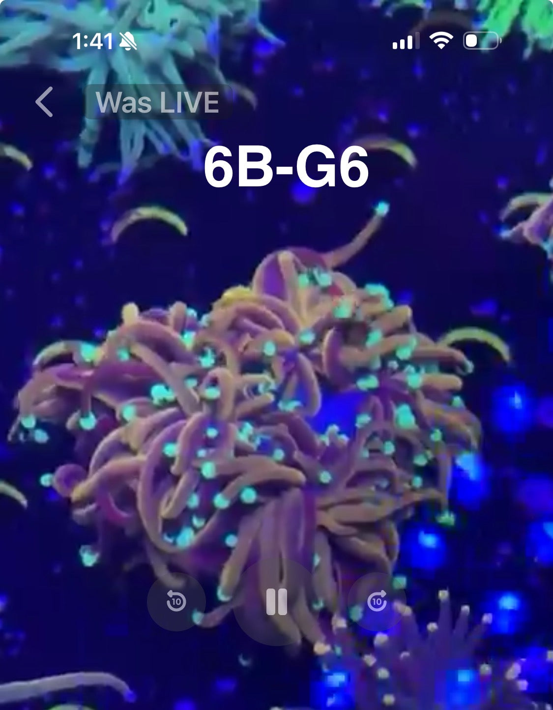 Facebook Live Auctioning