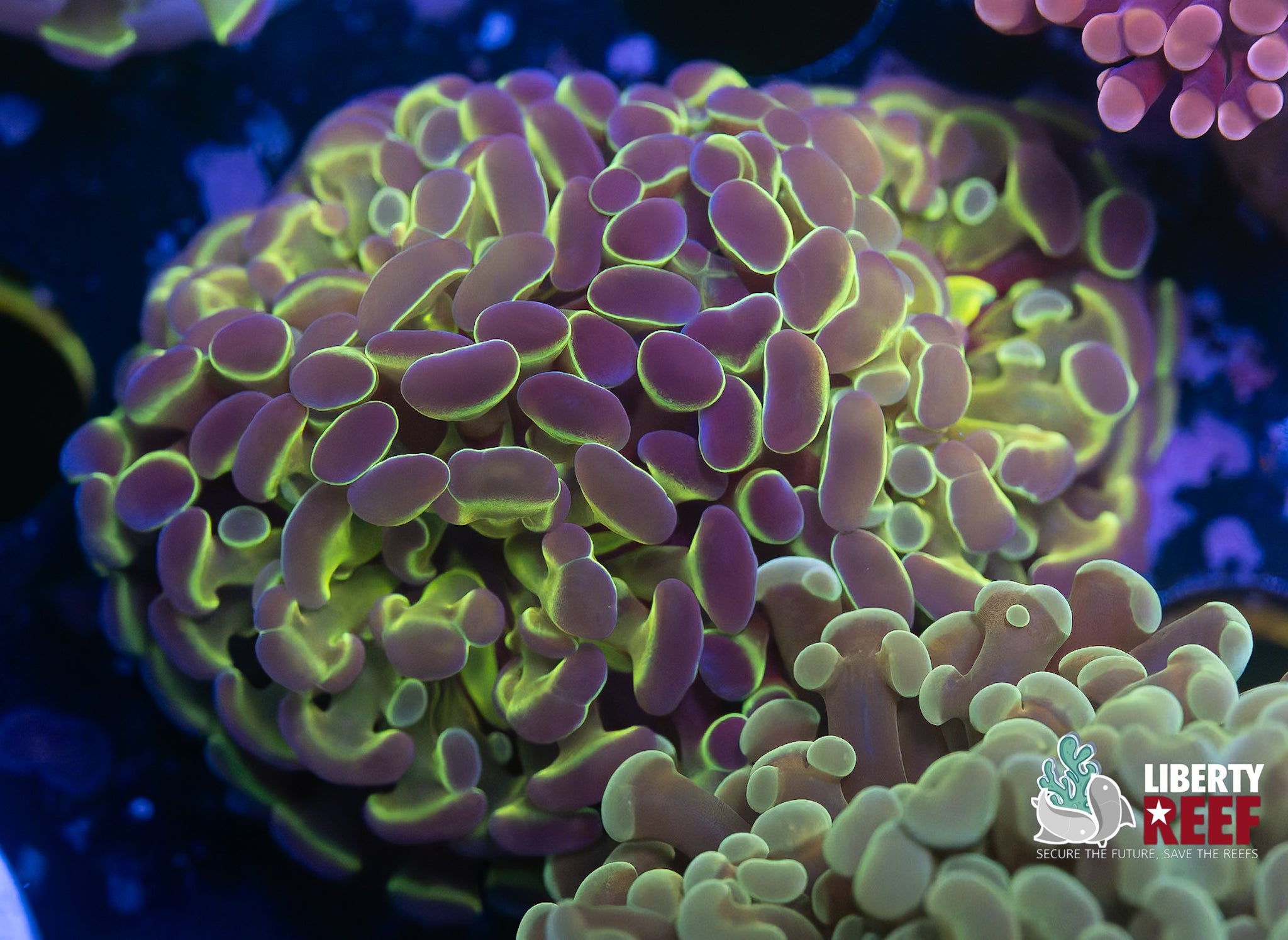 Quad Split Hologram Hammer