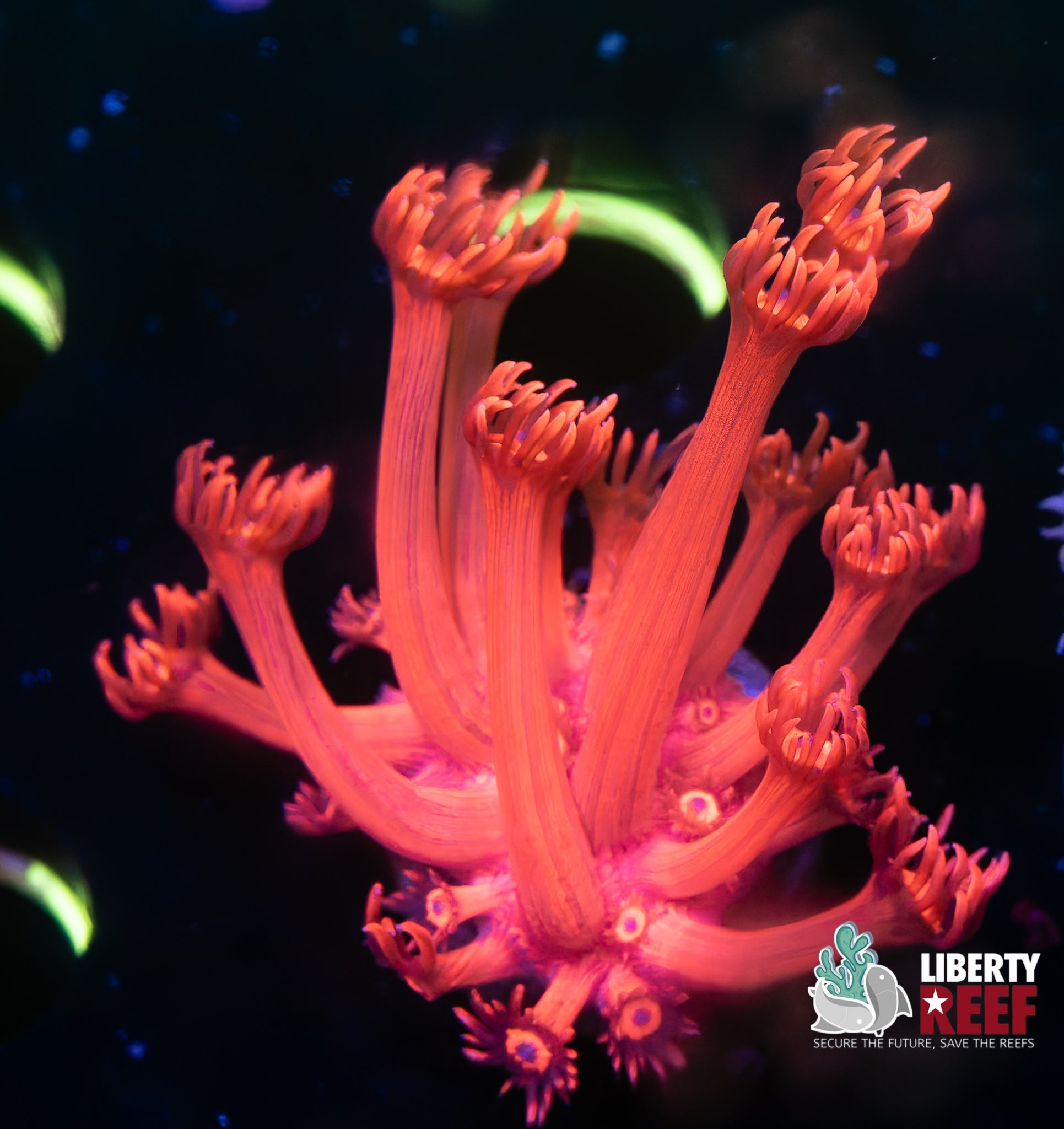 Metallic Red Goniopora