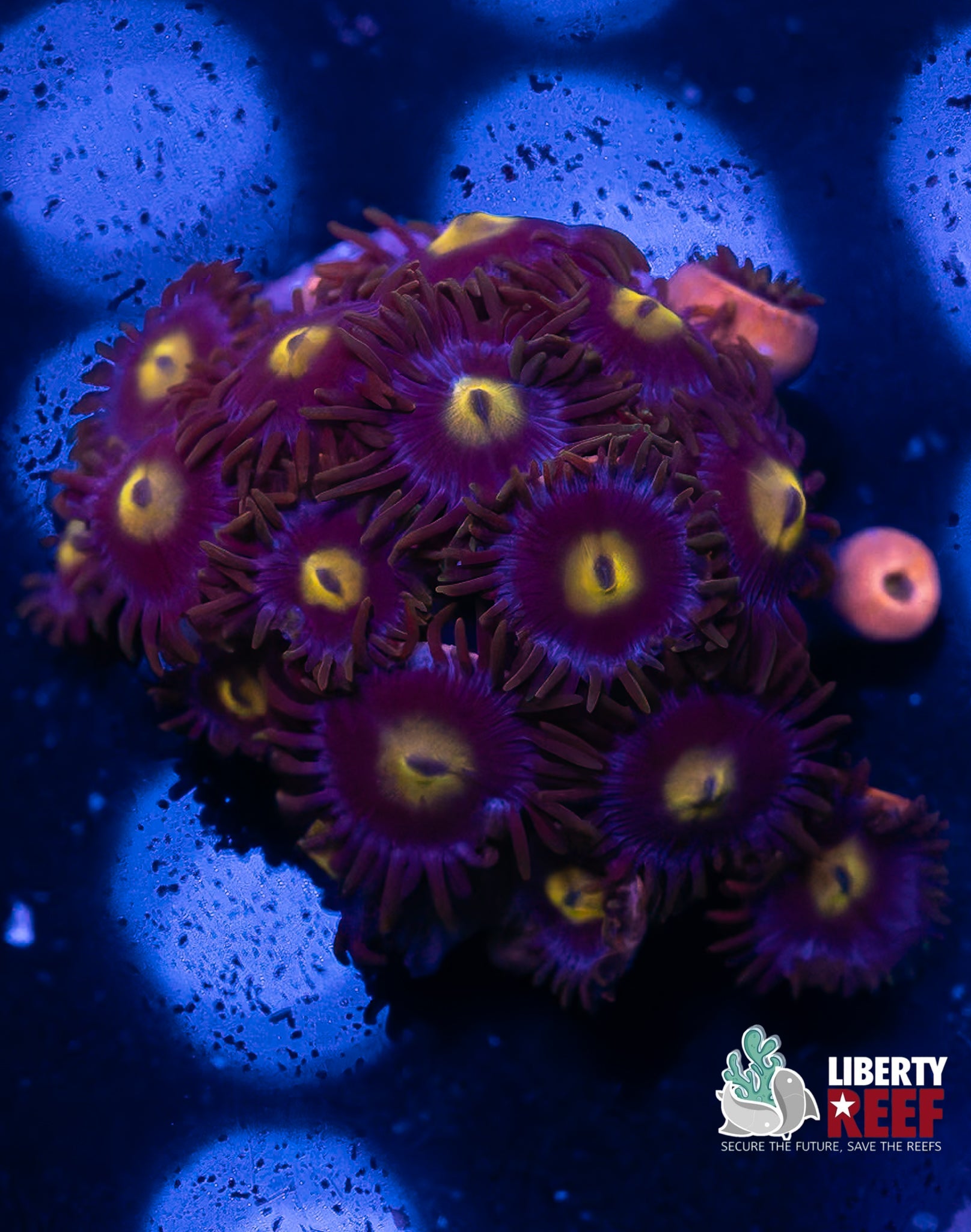 Cookie Monster Zoas