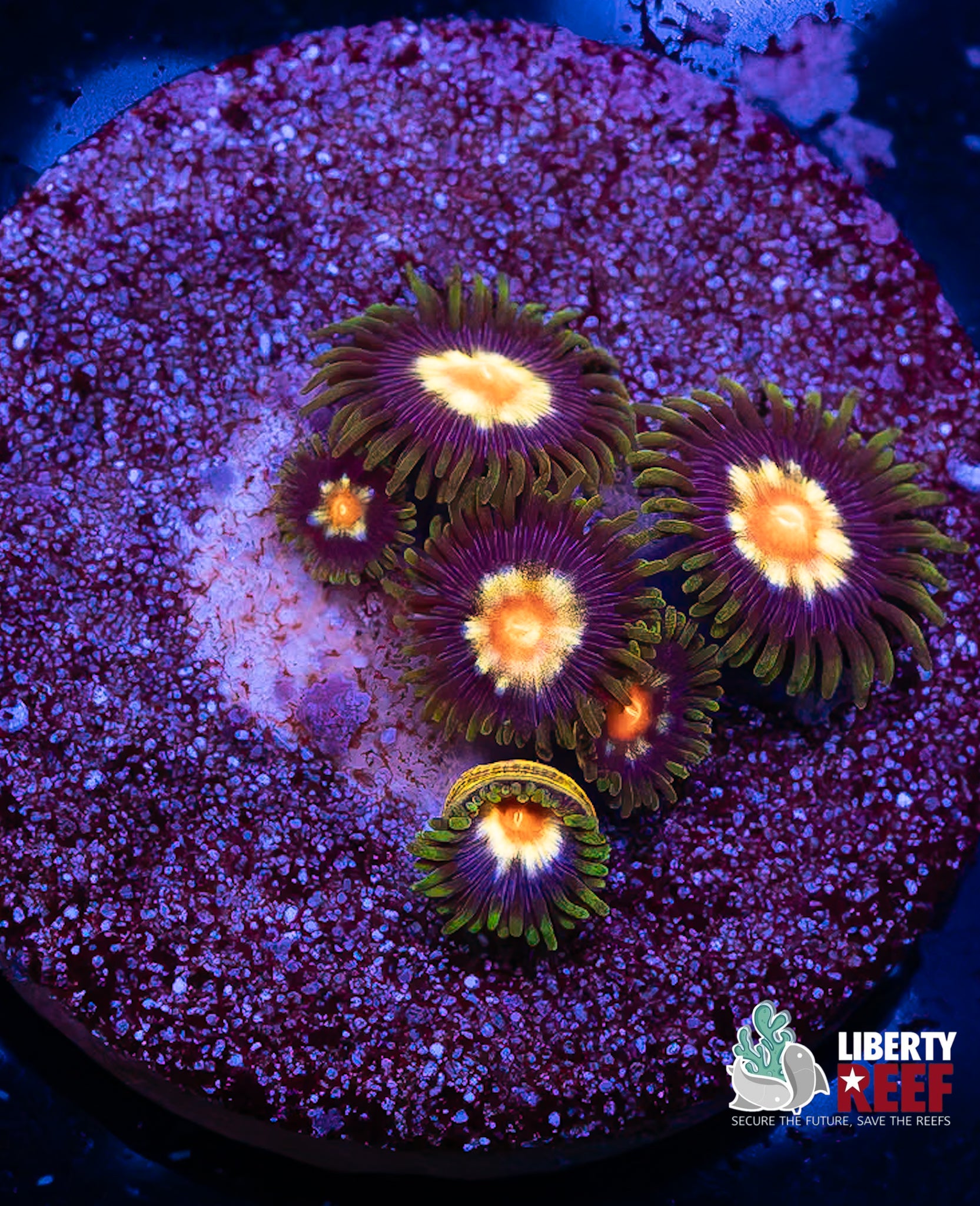 JF Stargazer Zoas