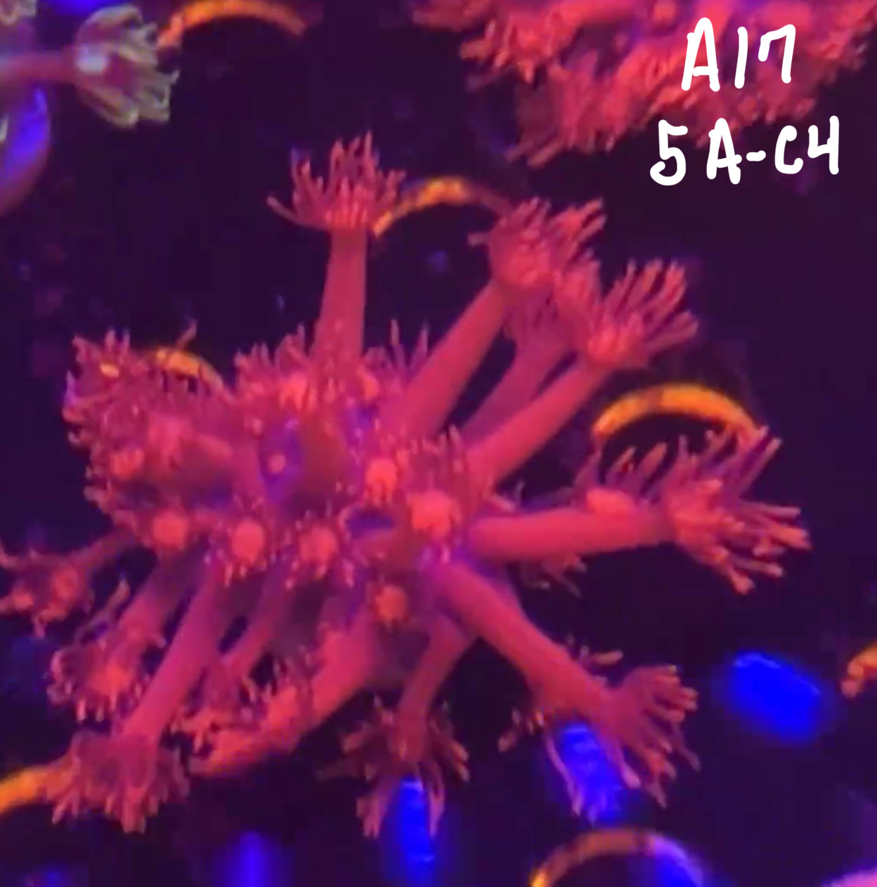 Dan Roth 10/18 Facebook Live Auction