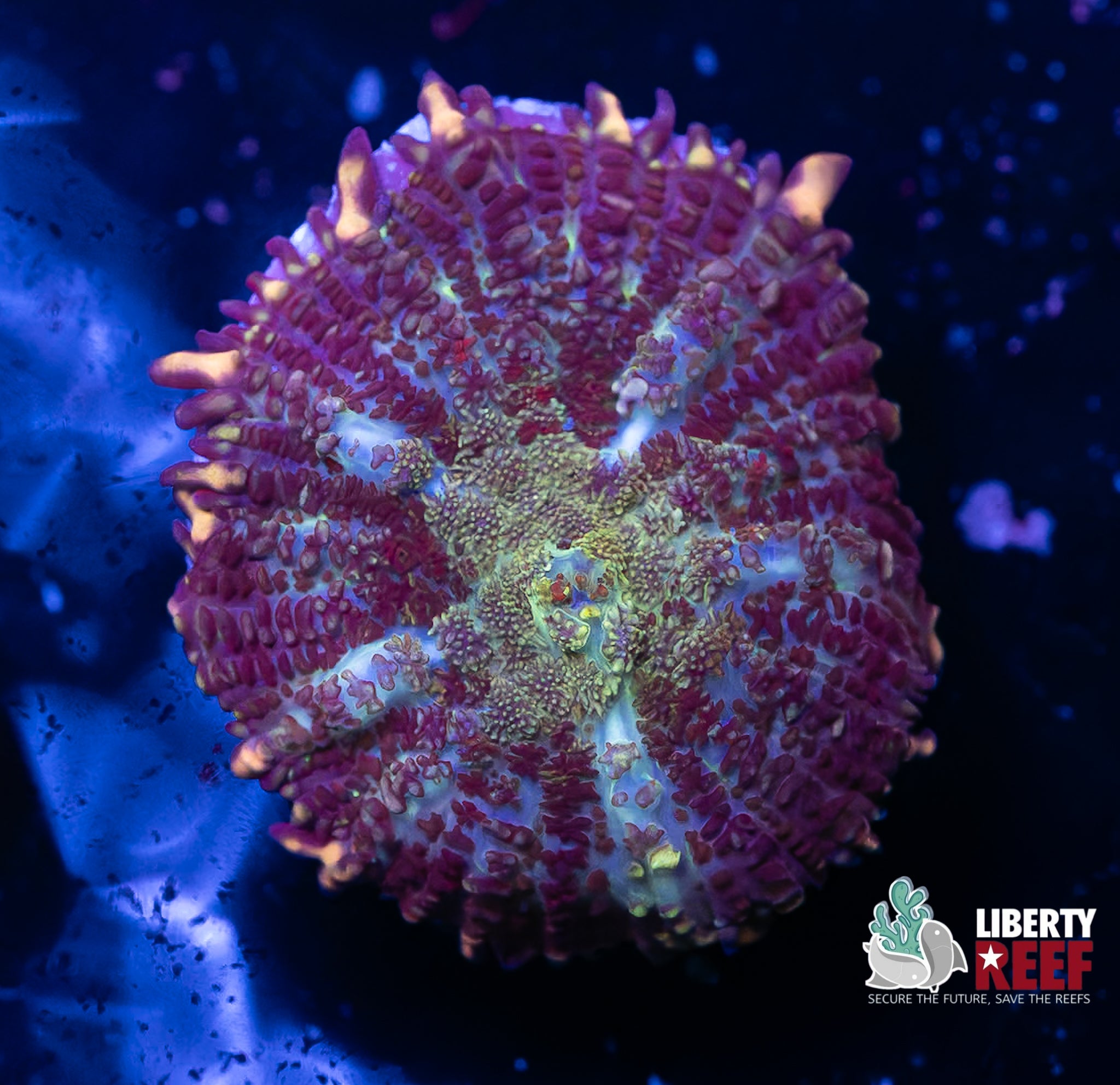 Shape Shifter Rhodactis Mushroom