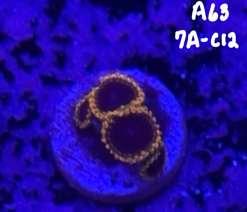 Karen Ritner 10/18 Facebook Live Auction