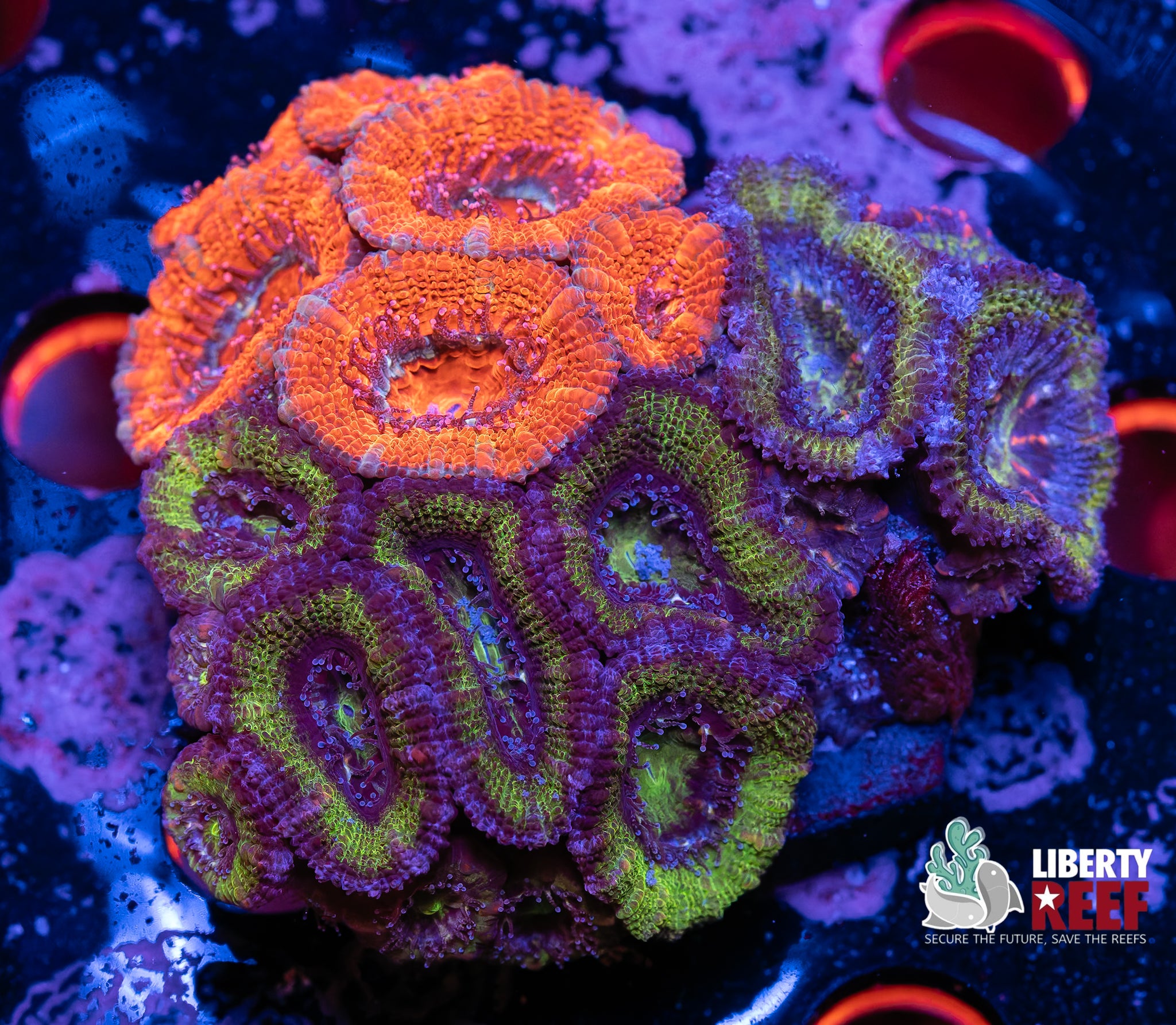Ultra Acan Garden