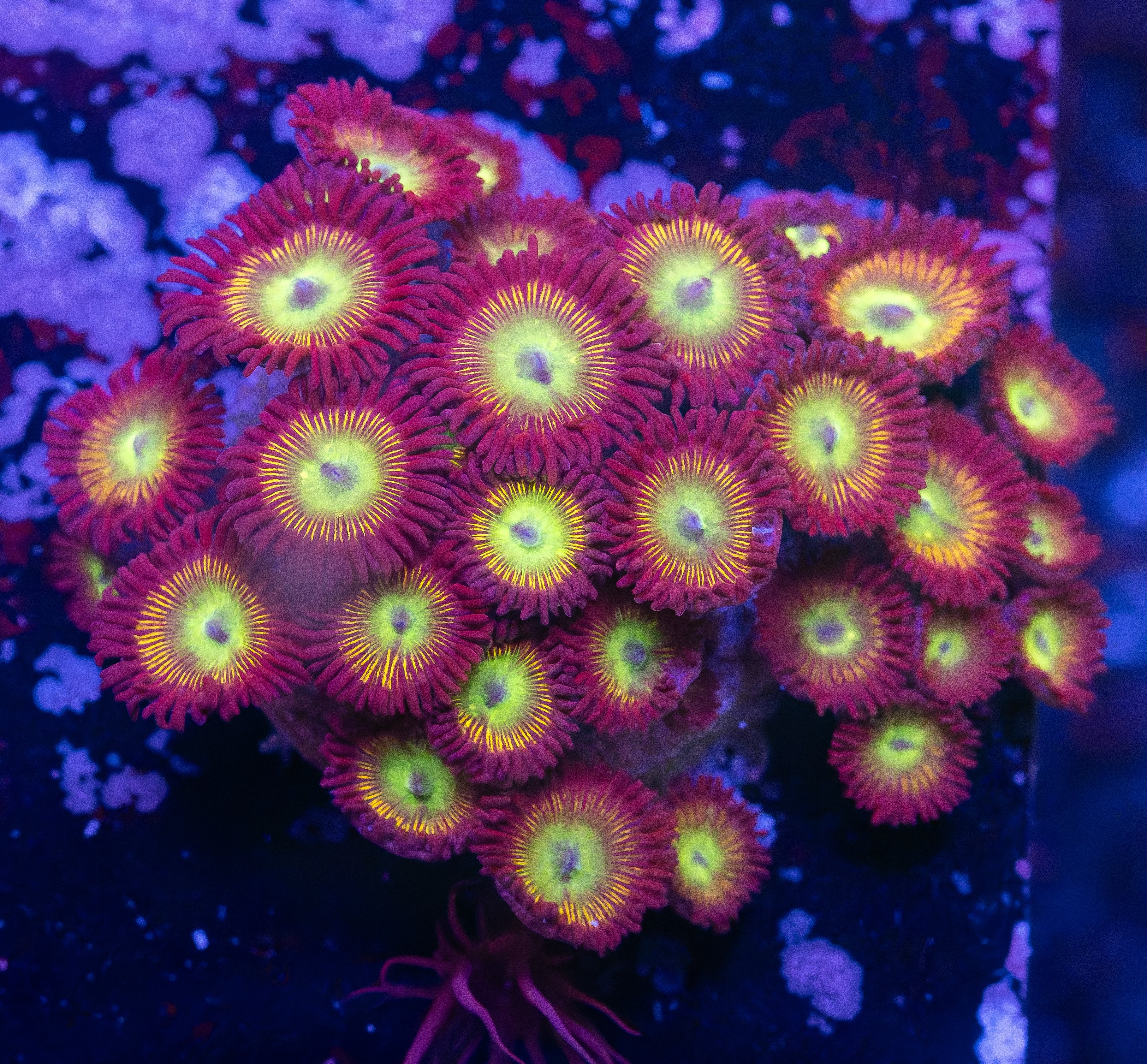 Nuclear Meltdown Zoas