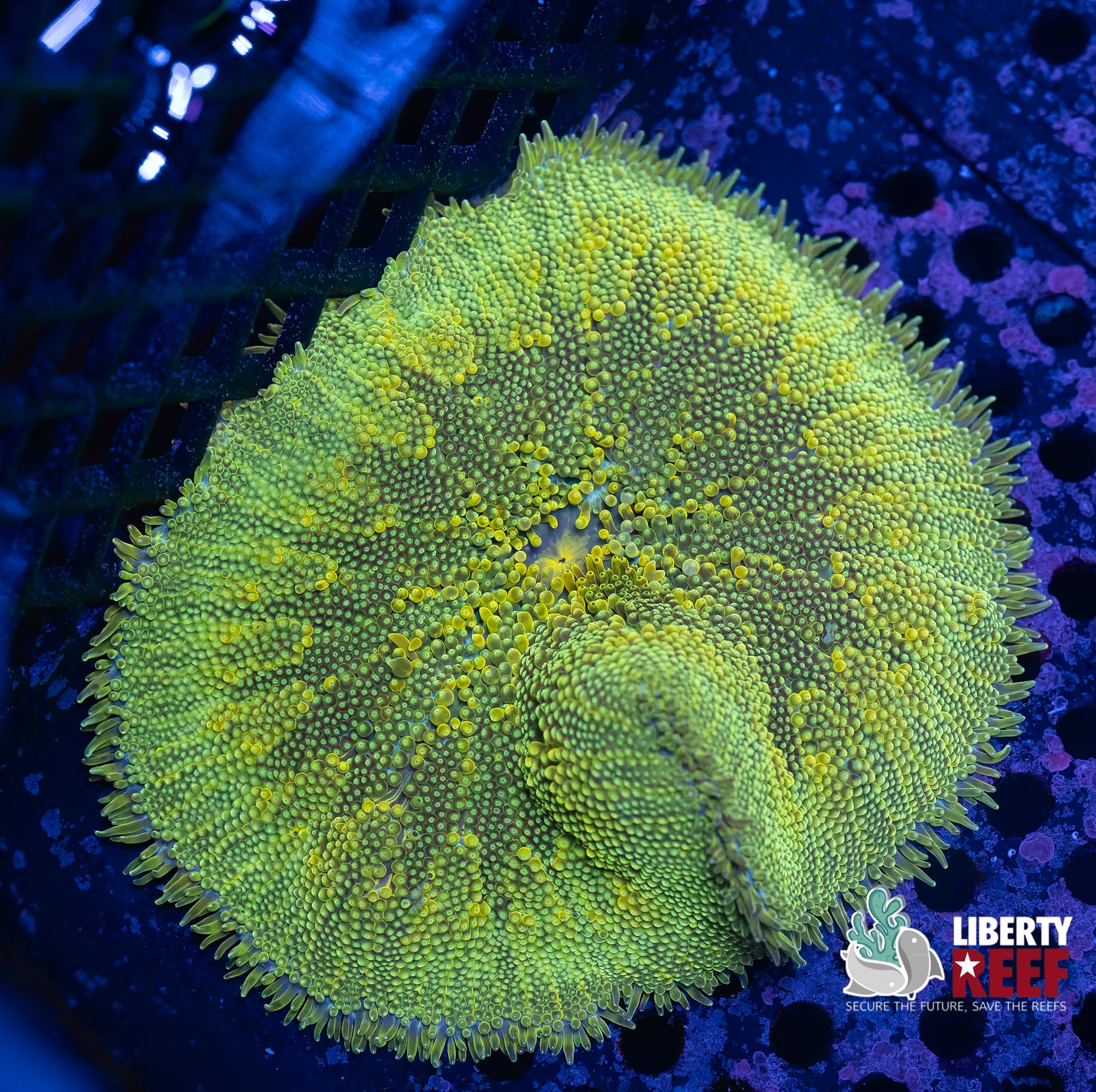 Lemon Lime Mini Maxi Carpet Anemone