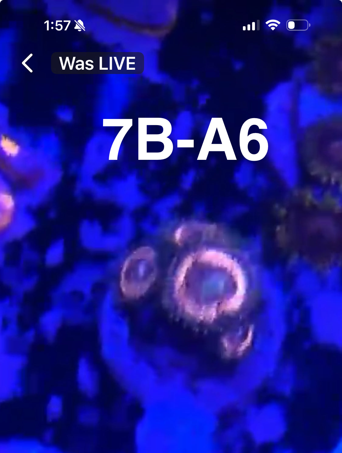Facebook Live Auctioning