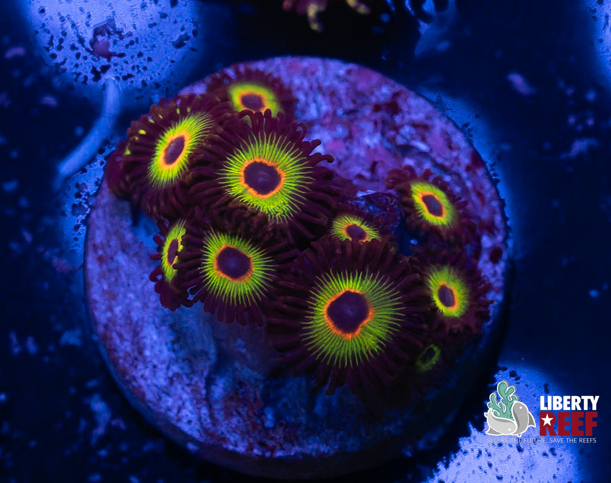 Bob Marley Zoas