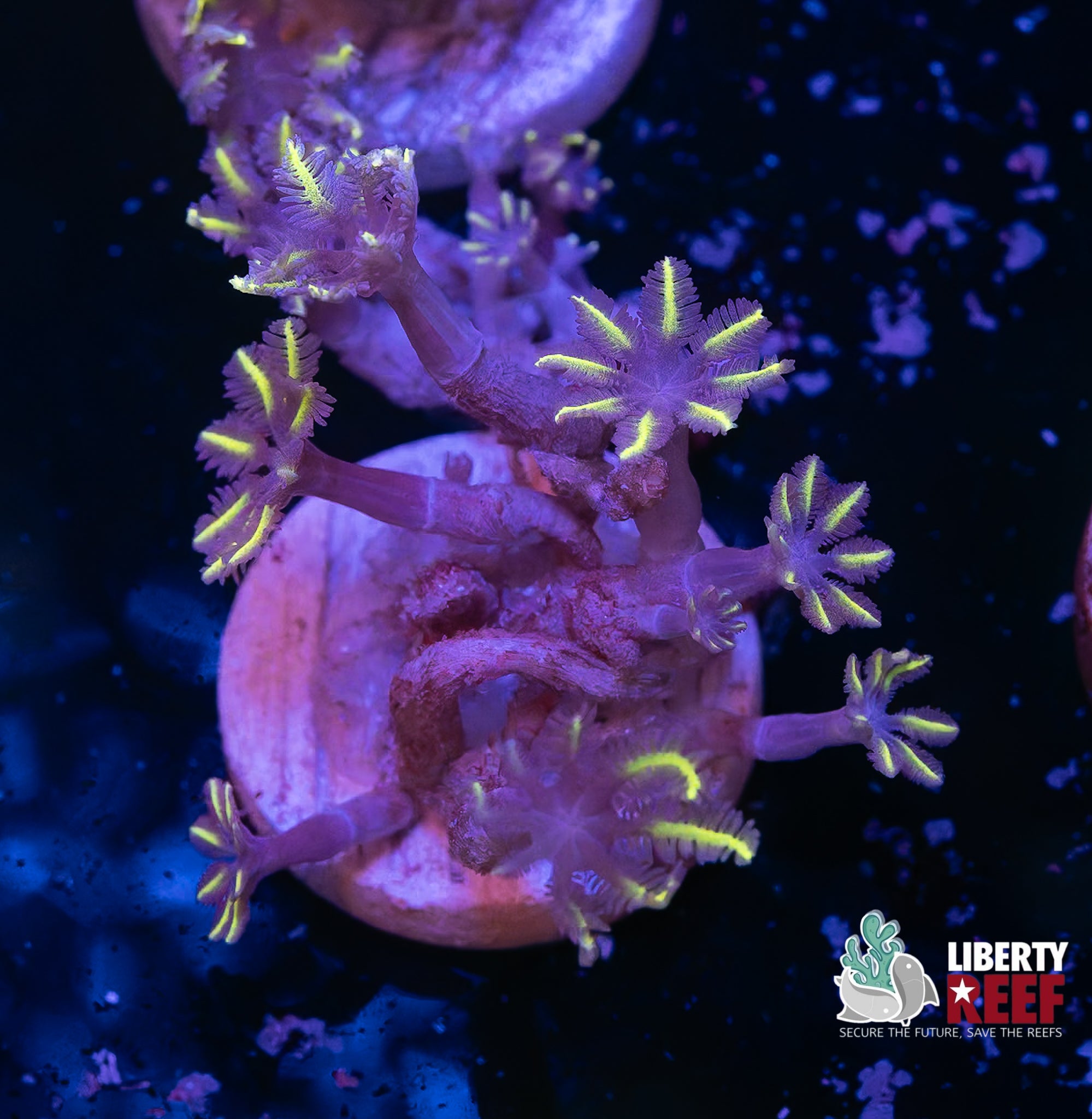 Yellow Clove Polyps