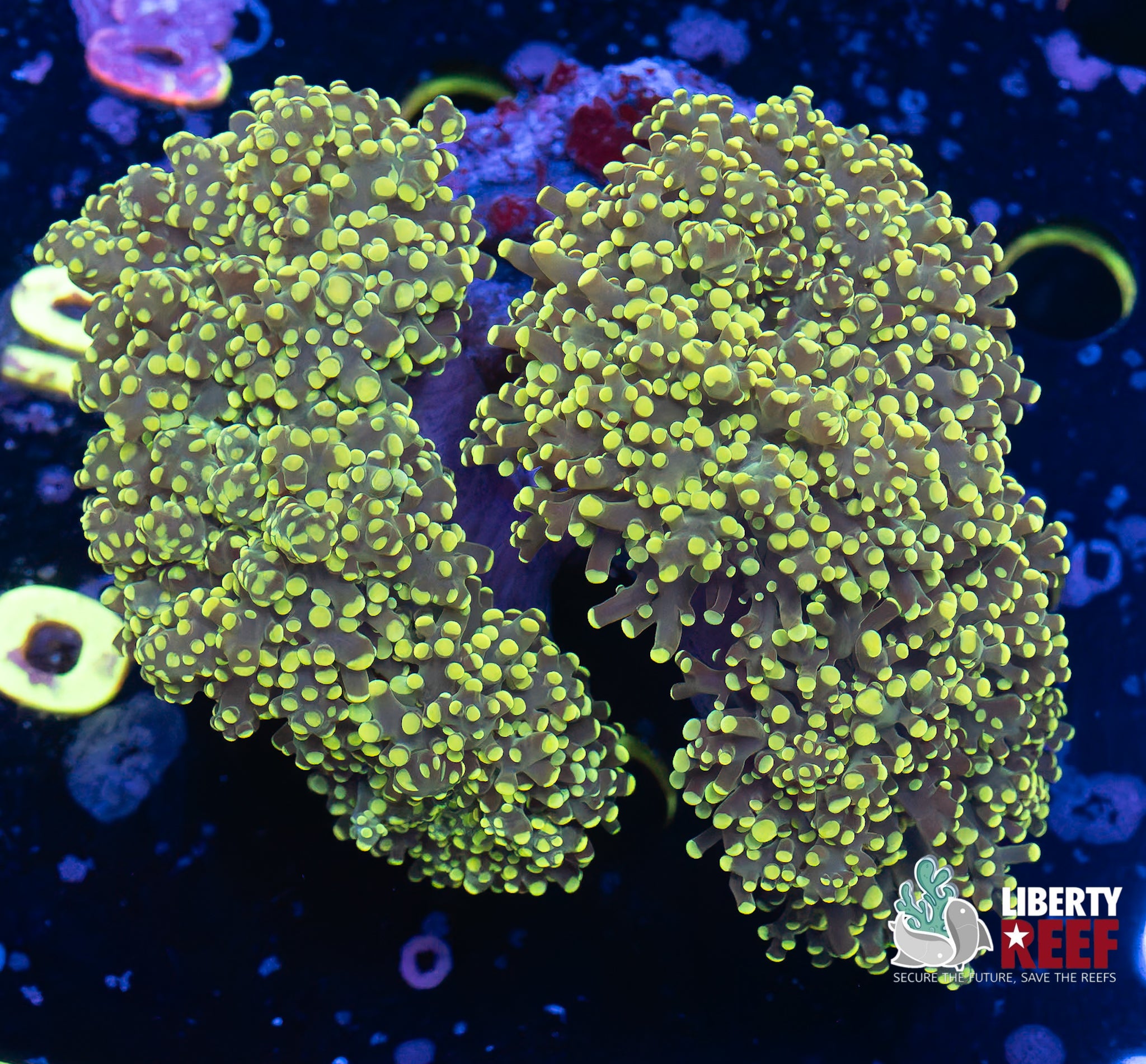 Lemon Lime YaeYae Octospawn Full Size Colony (4+ Heads)