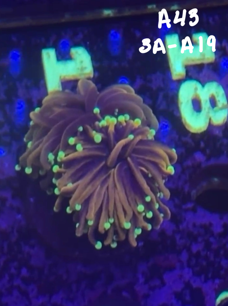 Carrie Moore 10/18 Facebook Live Auction