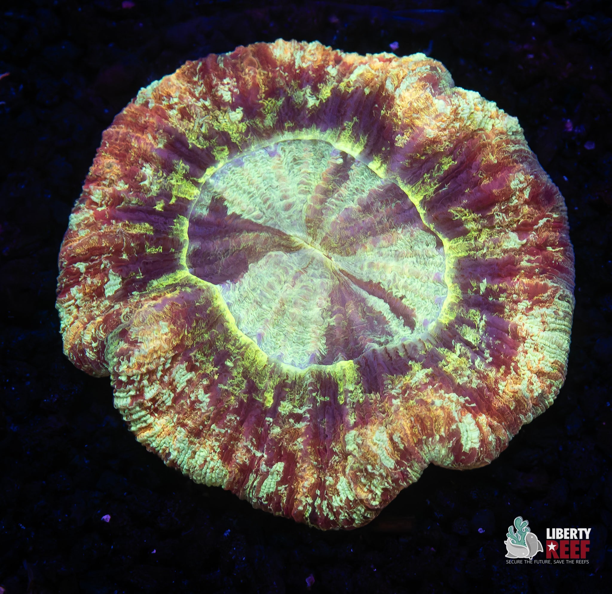 10/31 Online Auction