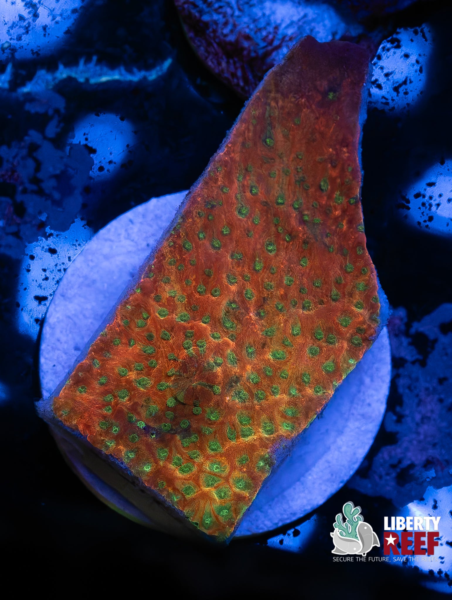 WWC Tropical Thunder Montipora