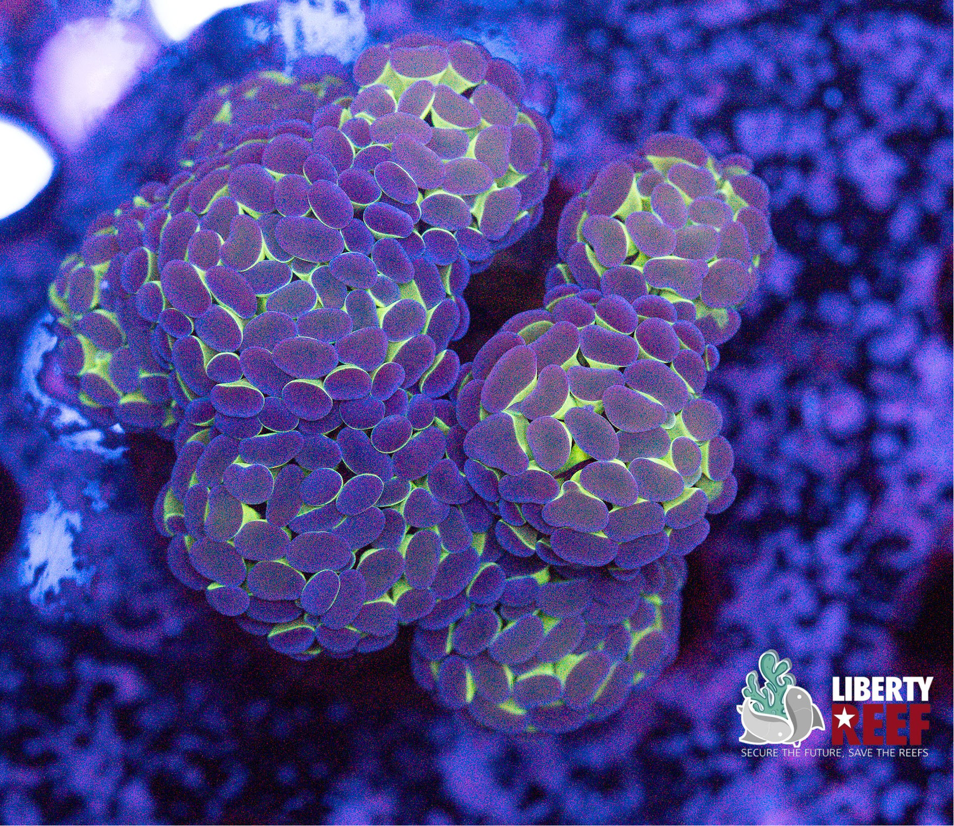 Hologram Colony