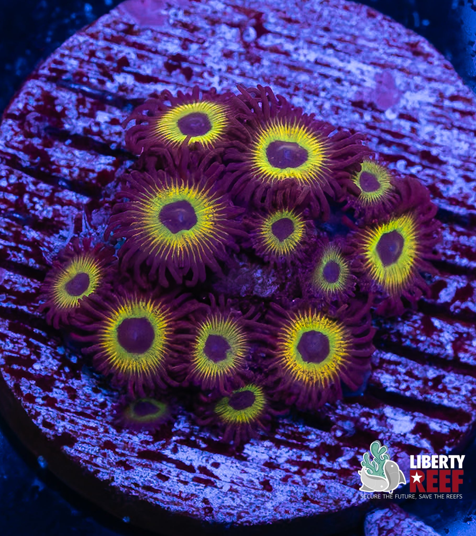 Mean Green Zoas