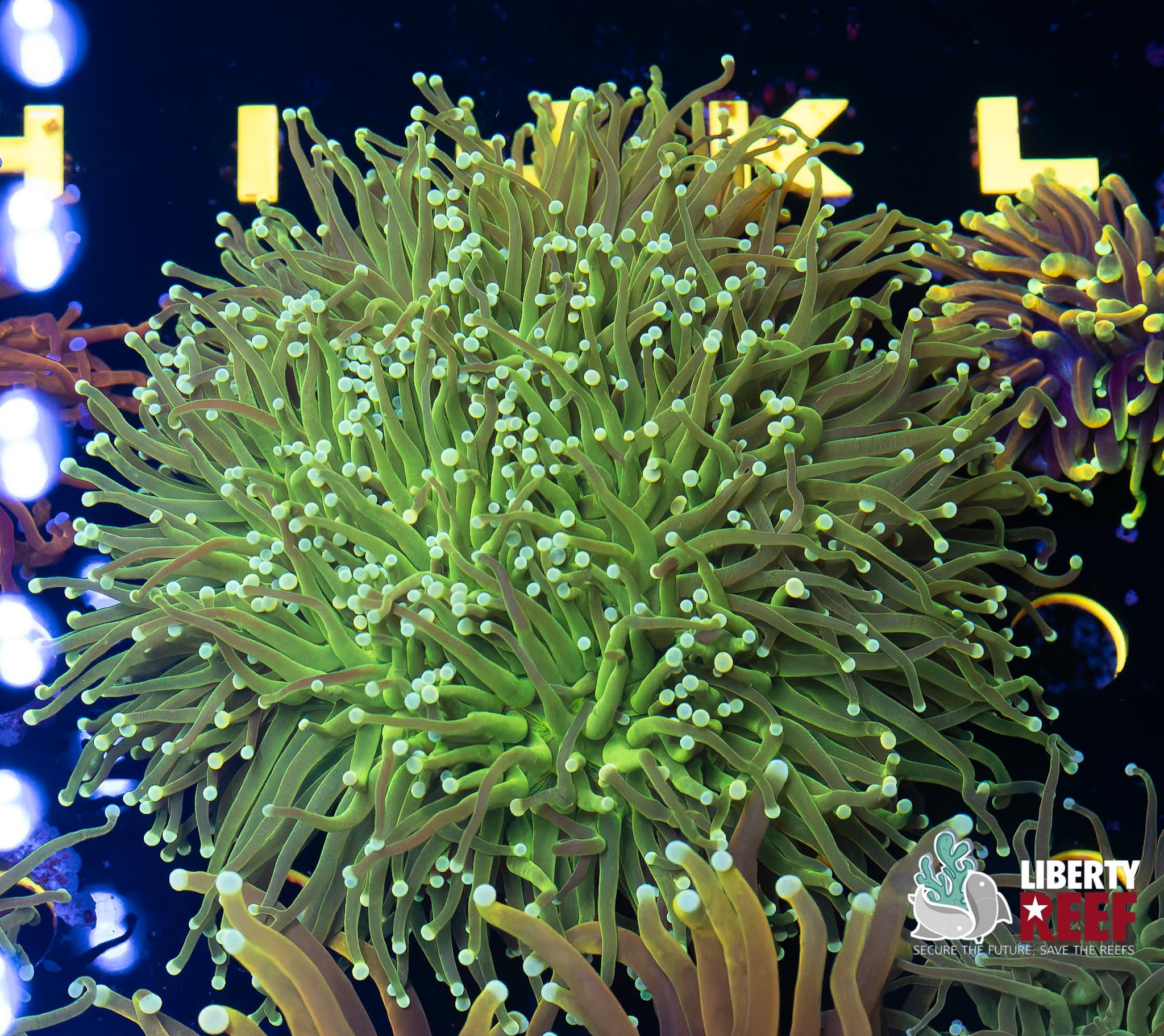 Green Ice Torch Colony