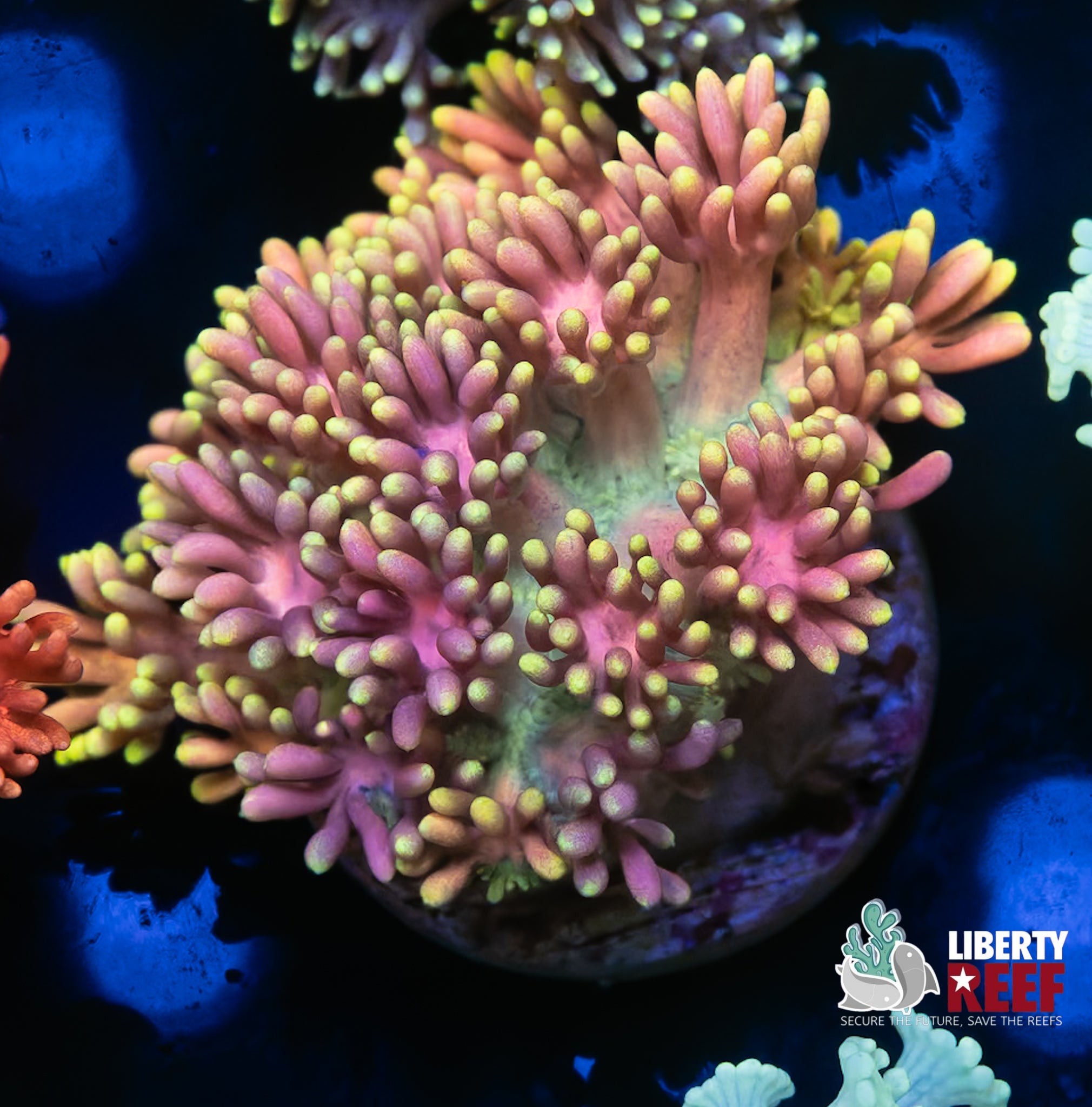Insane Rainbow Unicorn Goniopora