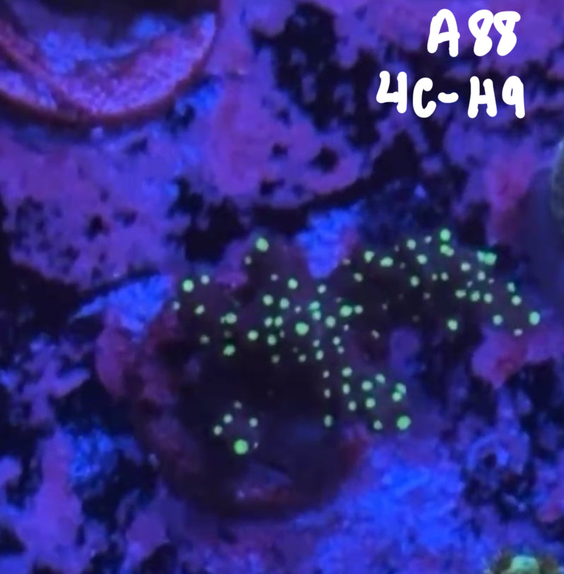 Kelsi Hohensee 10/25 Facebook Live Auction